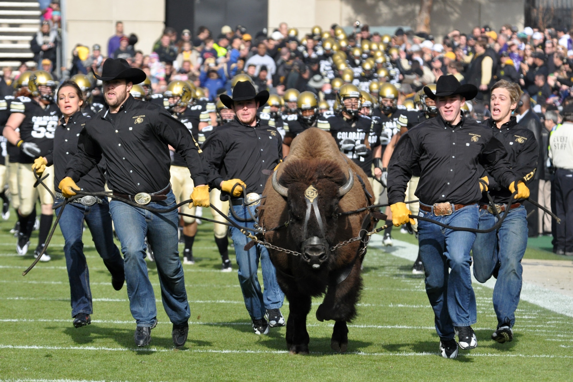 Ralphie, the University of Colorado mascot leads the CU team onto the field before the start of the CU - Kansas State University football game at Folsom Field in Boulder, Colo., Nov. 20, 2010. Ralphie's handlers are (L to R) Danielle Morgan, Sean Tufts, John Delva, Bryce McDermott and Willy Strazza. (Courtesy photo/Jeff Walston) 