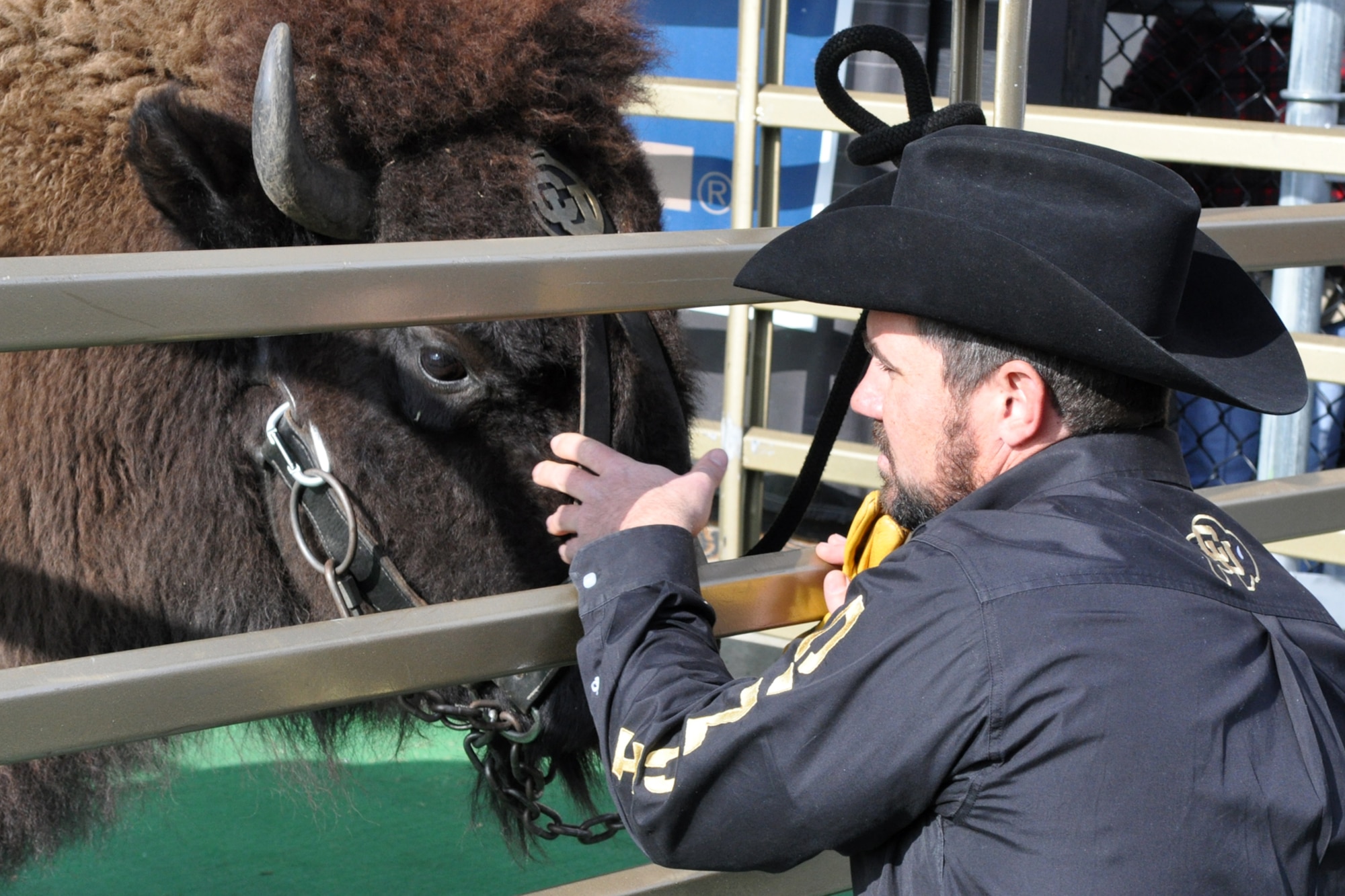 Ben Frei, a director with the Ralphie Handler Team at the University of Colorado has a personal moment with Ralphie before the opening of the game between CU and Kansas State University at Folsom Field in Boulder, Colo., Nov. 20, 2010. Ralphie, the university mascot, is one of the more unique mascots in all of intercollegiate athletics. She leads the football team out on the field both at the start of the game and second half. (Courtesy photo/Jeff Walston)