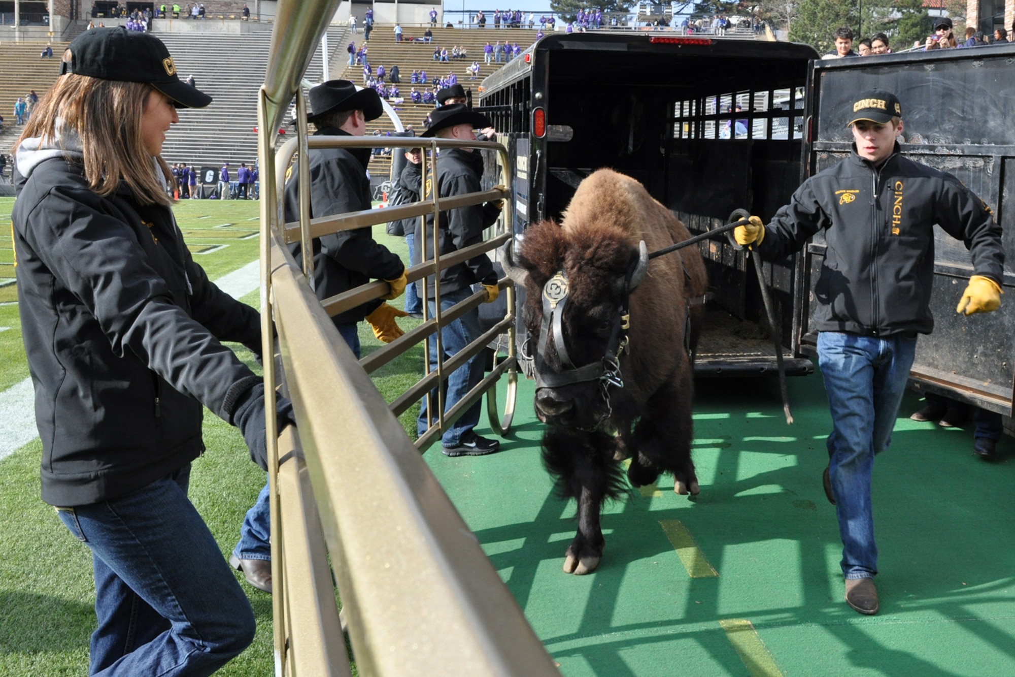 Senior Danielle Morgan watches as Sophomore Willy Strazza leads Ralphie into a pen before the opening of the game between the University of Colorado and Kansas State University at Folsom Field in Boulder, Colo., Nov. 20, 2010. Danielle, who attended Louisiana State University-Eunice in Bossier City, La., her freshman and sophomore years of college, is now a senior at CU. Danielle and Willy are part of the Ralphie Handler Team, which consists of 14 students who take care of the CU Mascot. Ralphie is one of the more unique mascots in all of intercollegiate athletics. She leads the football team out on the field both at the start of the game and second half. (Courtesy photo/Jeff Walston)

