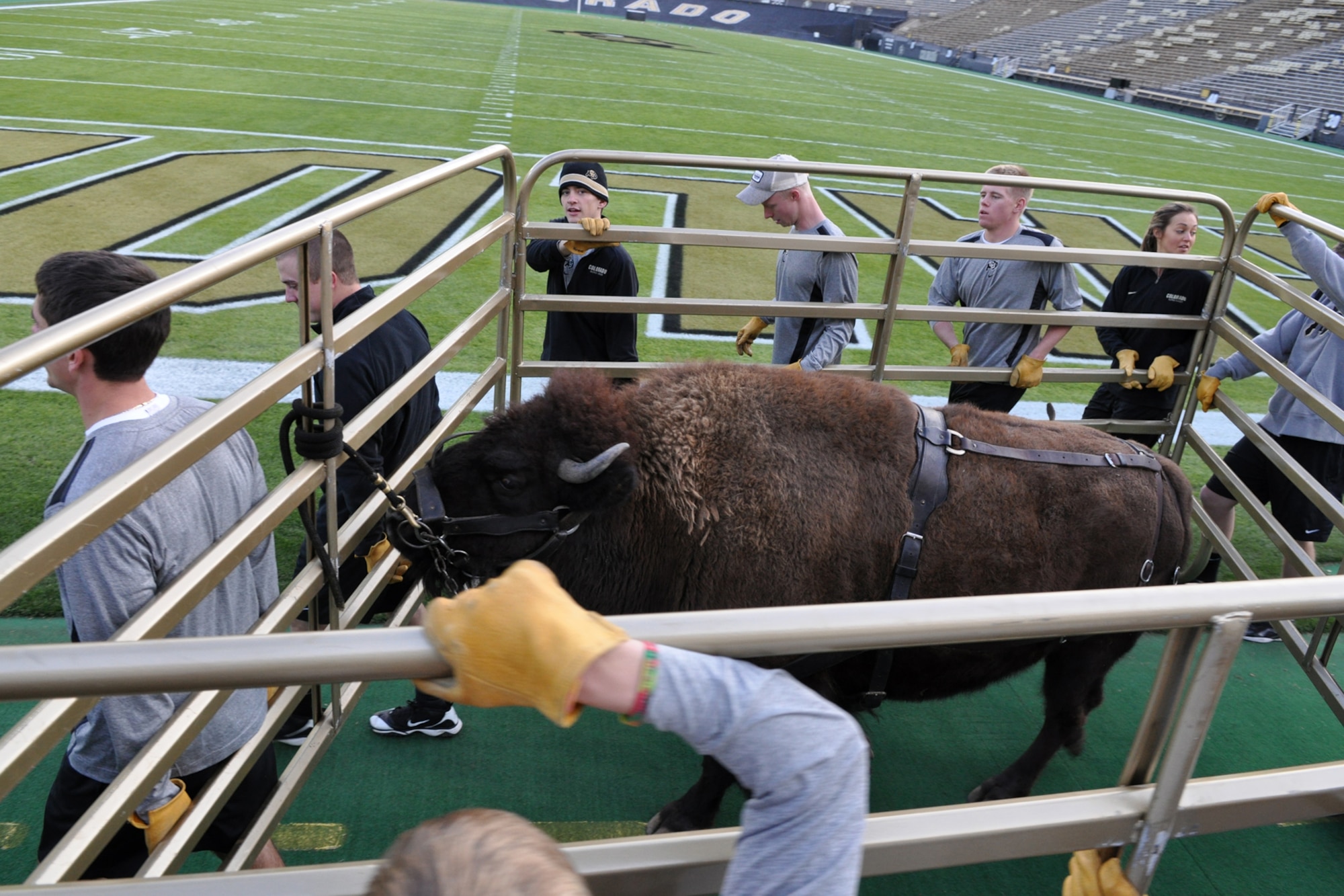 Members of the Ralphie Handler Team from the University of Colorado transport Ralphie, the team mascot, from a trailer back to the starting position during a practice session at Folsom Field in Boulder, Colo., Nov. 19, 2010. Ralphie, a live buffalo, is one of the more unique mascots in all of intercollegiate athletics. She leads the football team out on the field both at the start of the game and second half. It was in the final game of the 1934 season, when a live buffalo made its first appearance when a group of students paid $25 to rent a buffalo calf along with a real cowboy as his keeper. It took the cowboy and four students to keep the calf under control on the sidelines during the 7-0 win at the University of Denver on Thanksgiving Day. (Courtesy photo/Jeff Walston)  