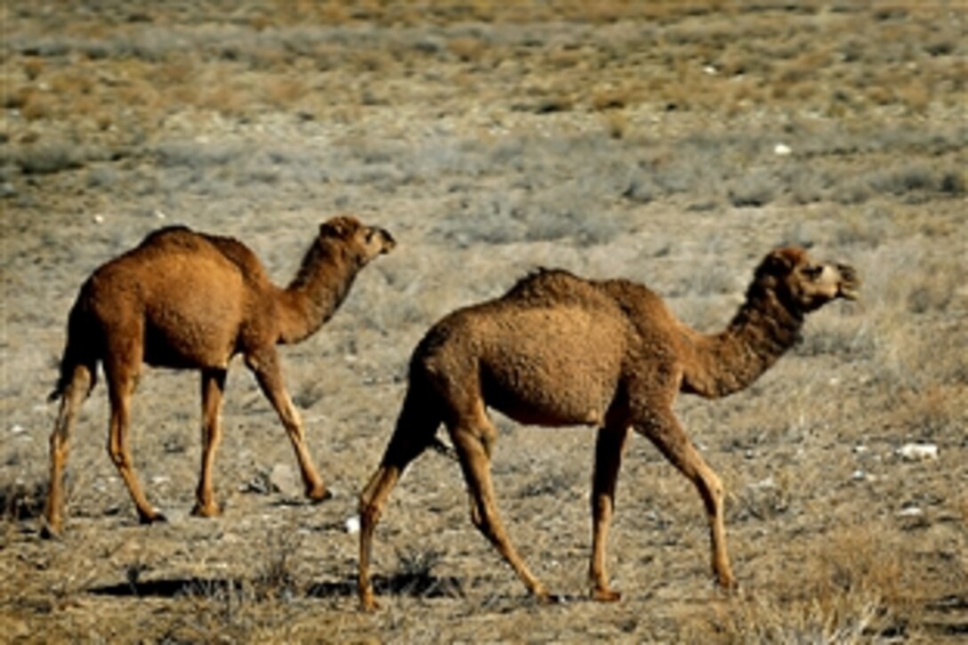 Two camels travel south past a mine-resistant, ambush-protected vehicle near Route Duck, Qalat, Afghanistan, Dec. 21, 2010. With an unobstructed 360-degree view of the surrounding area, MRAP gunners are the eyes and ears of the truck, providing over-watch for the personnel inside the heavily armored vehicles and information to the truck commander.