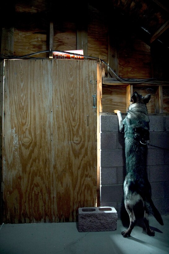 Pike, a MWD, searches for explosives during a joint explosive detection training exercise Dec. 16, 2010, at Nellis Air Force Base, Nev. Military working dog handlers from the 99th Security Forces Squadron worked with 25 canine teams from the Las Vegas area. (U.S. Air Force photo/Senior Airman Brett Clashman)

