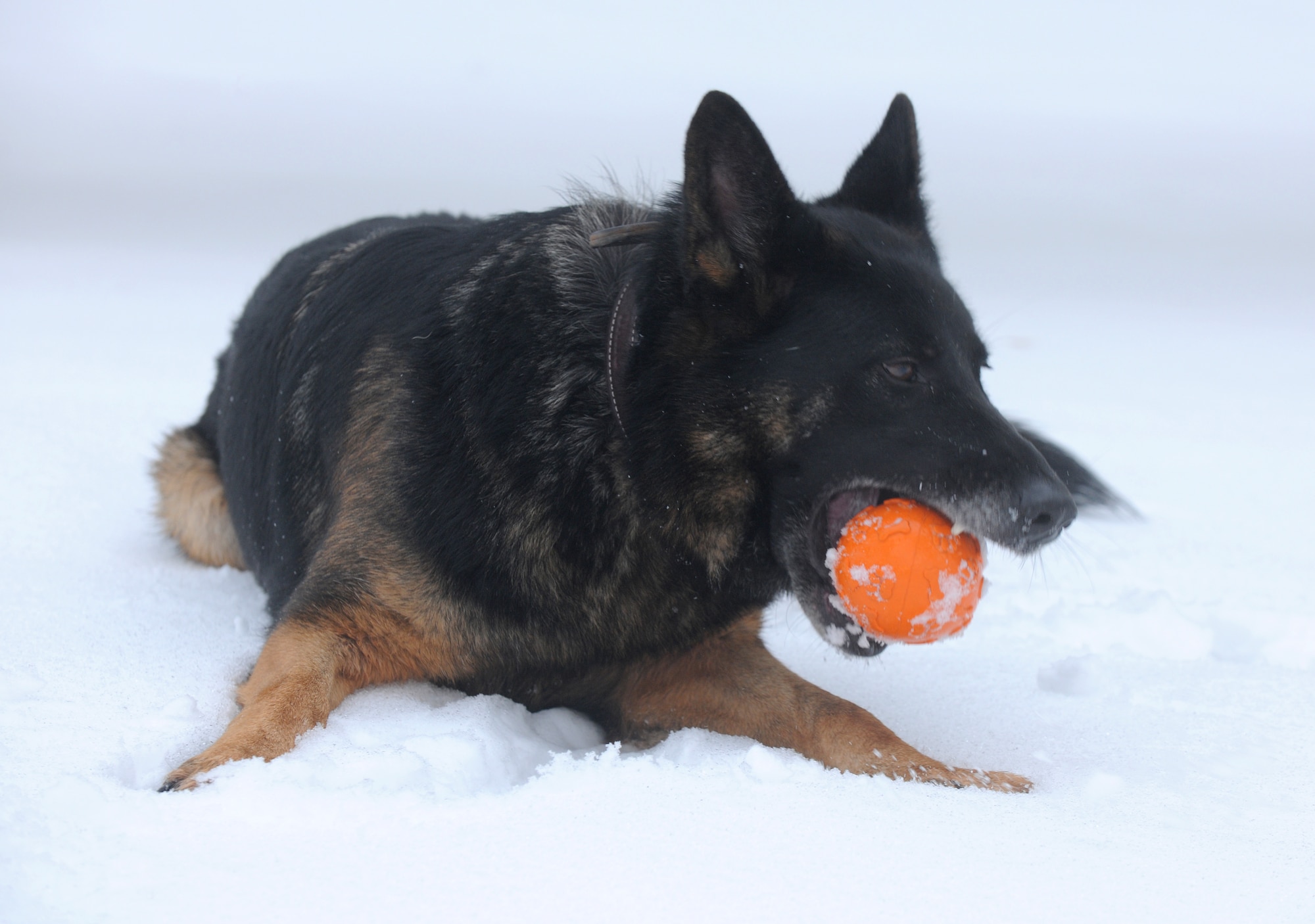 SPANGDAHLEM AIR BASE, Germany – Robson, a 5-year-old German Shepherd, plays fetch with his handler Staff Sgt. David Simpson, 52nd Security Forces Squadron military working dog handler, at the 52nd SFS military working dog facility Dec. 29. Handlers give their dogs time to play outside to acclimate them to cold German winters and harsh conditions that they must work in. (U.S. Air Force photo/Senior Airman Nathanael Callon)
