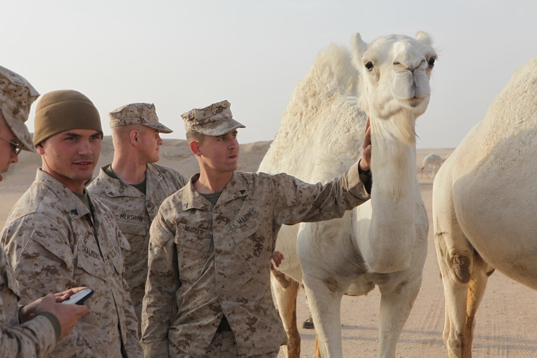101231-M-8875C-459 CAMP BUEHRING, Kuwait (Dec. 31, 2010) – Cpl. David Musser, a motor transport operator with Combat Logistics Battalion 26, 26th Marine Expeditionary Unit, pets a wandering camel after a convoy live-fire exercise at a training area near Camp Buehring, Kuwait, Dec. 31, 2010. Elements of 26th MEU debarked the ships of Kearsarge Amphibious Ready Group to conduct sustainment training and exercises with regional allies and partners in the U.S. 5th Fleet's area of responsibility. (Official USMC photo by Lance Cpl. Santiago G. Colon Jr./Released) ::r::::n::