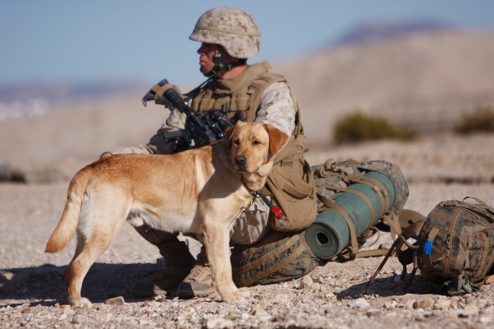 Thor, a Yellow Labrador Retriever, who is a military working dog with Company K, 3rd Battalion, 1st Marine Regiment, from Marine Corps Base Camp Pendleton, Calif., looks around the desert at Combat Center Range 220 on Feb. 2. The military working dogs are part of the battalion and will deploy with their Marine handlers.