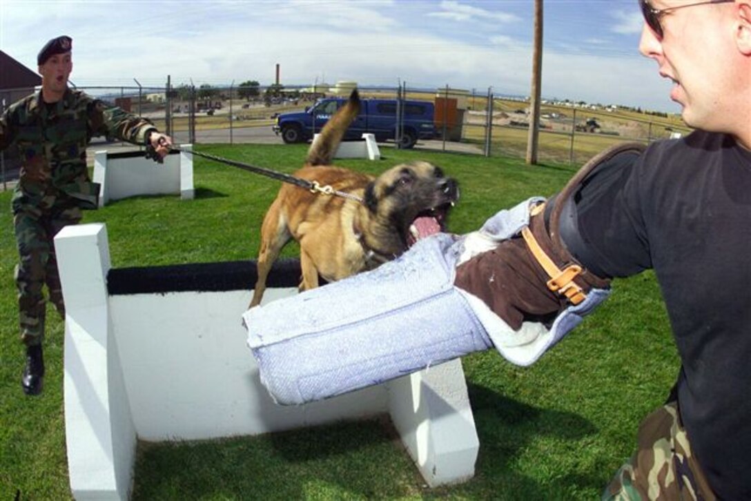 In this undated photo, Military Working Dog (D114) Marco trains at the Ellsworth security forces kennels with two K-9 handlers.  MWDs are afforded the same protection as SFS members and handlers are allowed to use force, including deadly force, if a suspect is endangering the dog.  MWDs mirror this protection with their human counterparts; they will attack a suspect without command if their handler is in danger. (28 SFS Courtesy Photo)