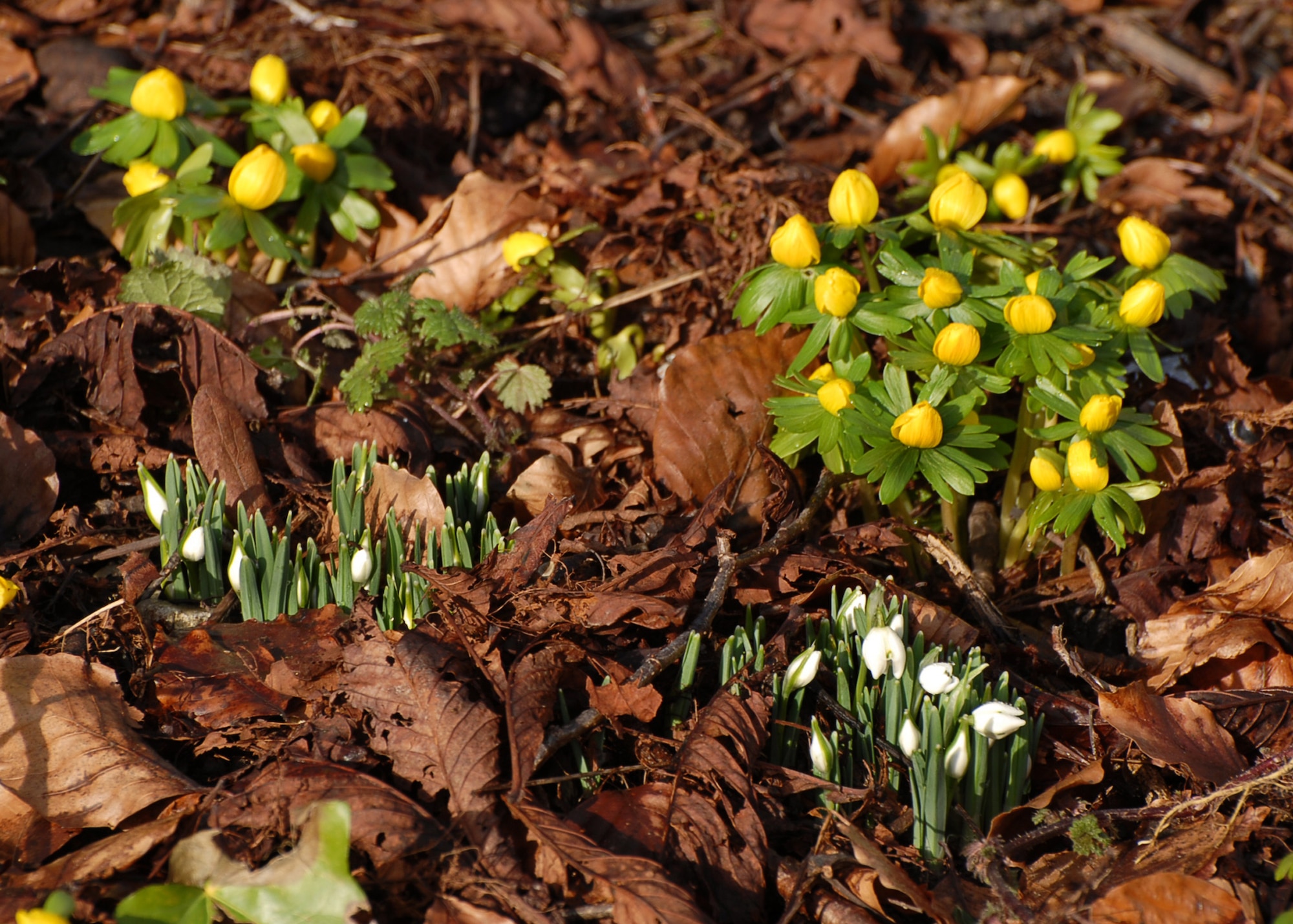 Snowdrops and winter aconites are sure signs that spring is on the way. (U.S. Air Force photo/Judith Wakelam)