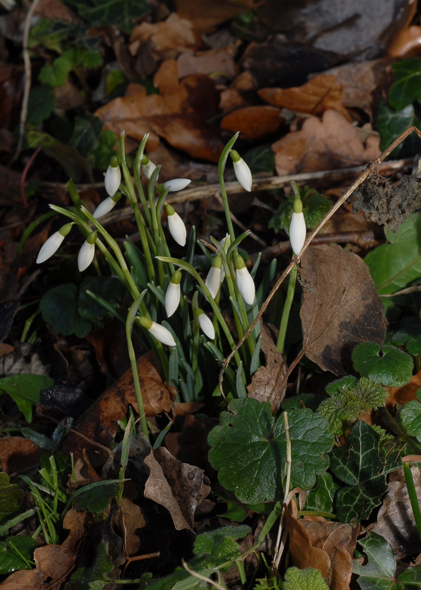 Snowdrops are the first flowers of the year to poke their heads above the ground, bringing a promise of spring. (U.S. Air Force photo/Judith Wakelam)