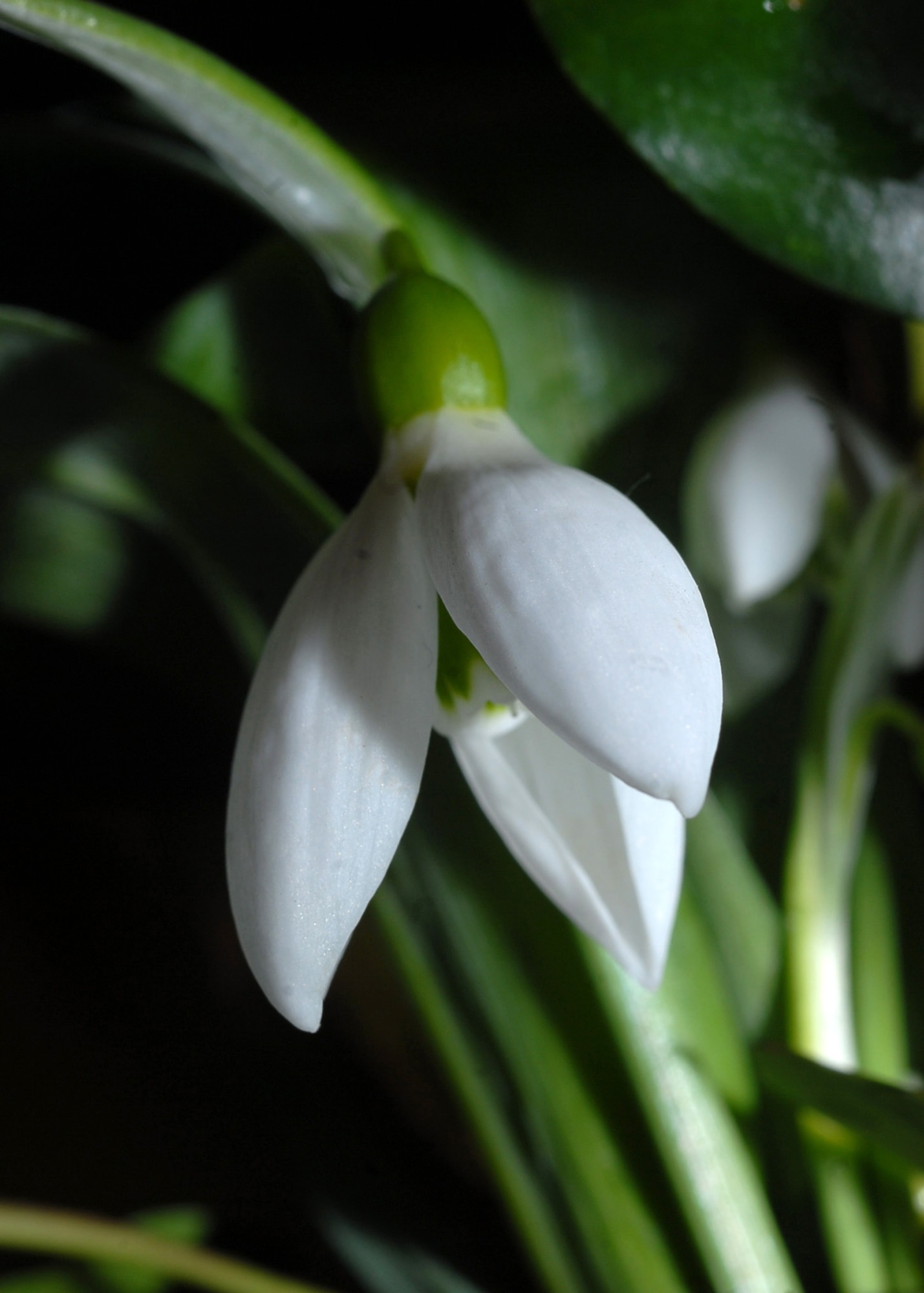 The first flowers of the year are the wild snowdrop with it's three green-tinged petals and delicate scent. Many new varieties are now available with both single and double flowers. (U.S. Air Force photo/Judith Wakelam)