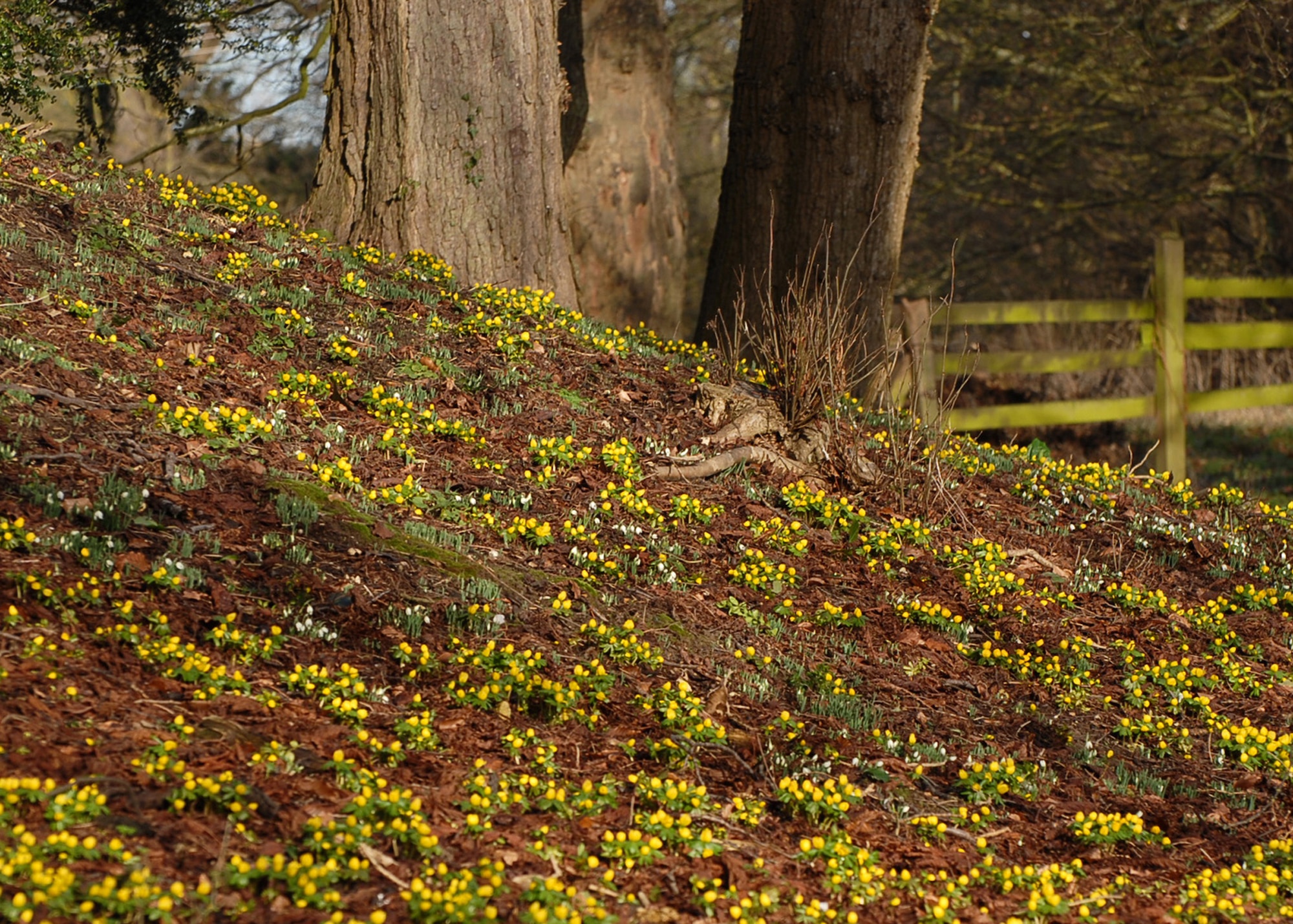 Bright yellow winter aconites are often seen growing with snowdrops, the earliest flowers of the new year; both harbingers of spring. (U.S. Air Force photo/Judith Wakelam)