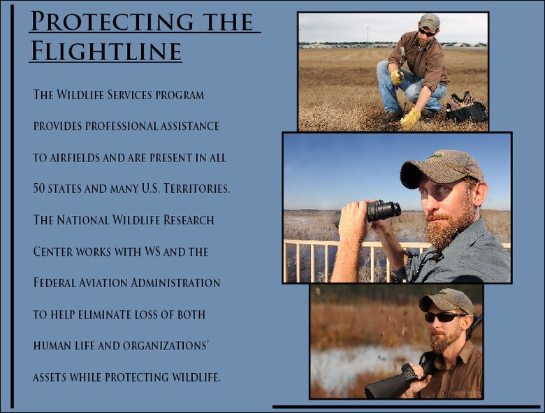MOODY AIR FORCE BASE, Ga. -- J.C. Griffin, 23rd Wing Safety Office wildlife biologist and U.S. Department of Agriculture employee, performs duties for the Bird Avoidance Strike Hazard program here Feb. 2. The purpose of the BASH program is to reduce strikes between aircraft and various wildlife species, primarily birds. At Moody, there were 117 strikes which caused approximately $165,000 in damage. Without the presence of the BASH program, the damage to both wildlife and aircraft could have been greater. (U.S. Air Force photo by Airman 1st Class Joshua Green)