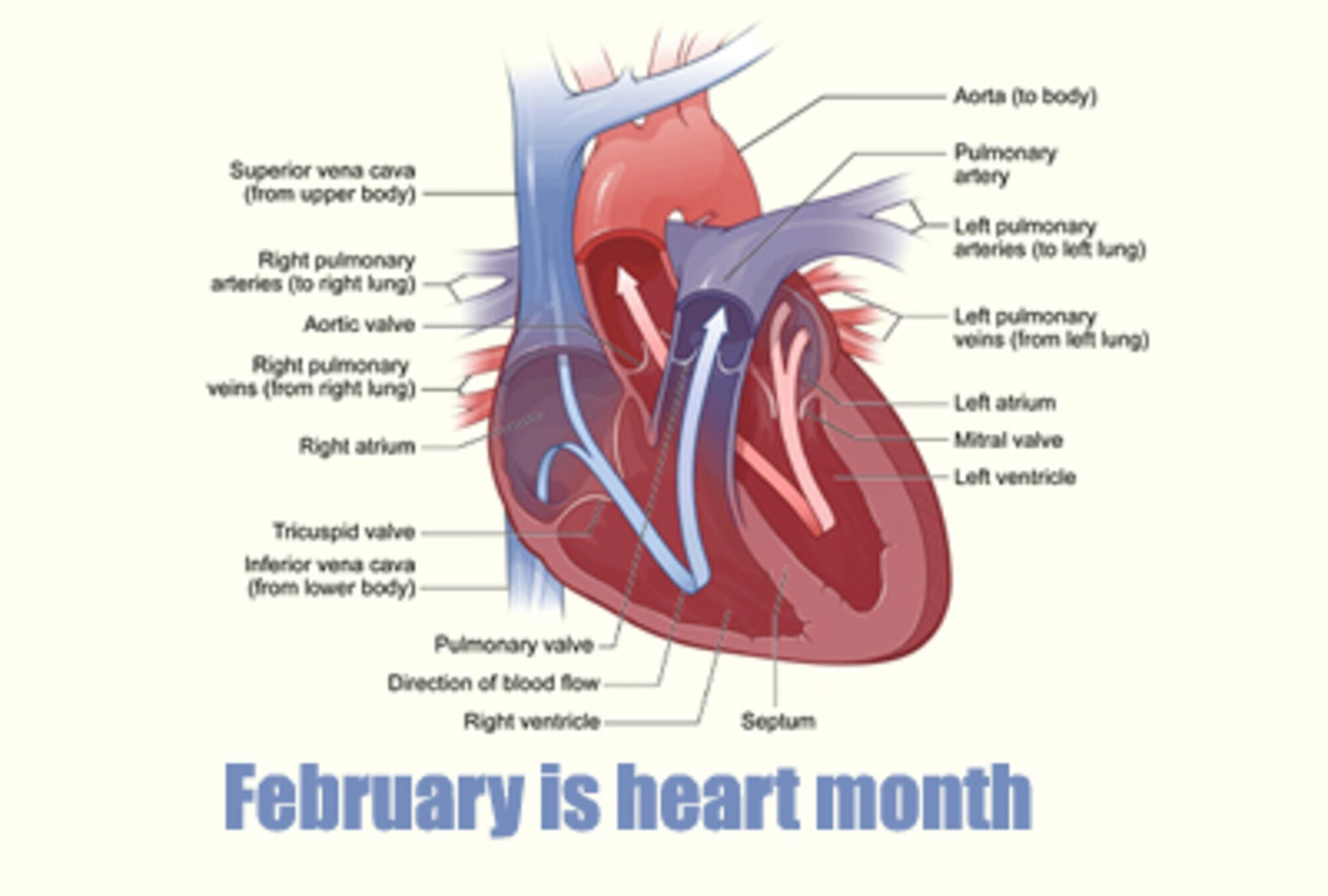 February is heart month, which means focusing not on heart-shaped boxes filled with candy, but one of the most vital muscles in the human body. Considering the heart beats hundreds of thousands of times in a single day, it is understandable why it is so important to keep it healthy.