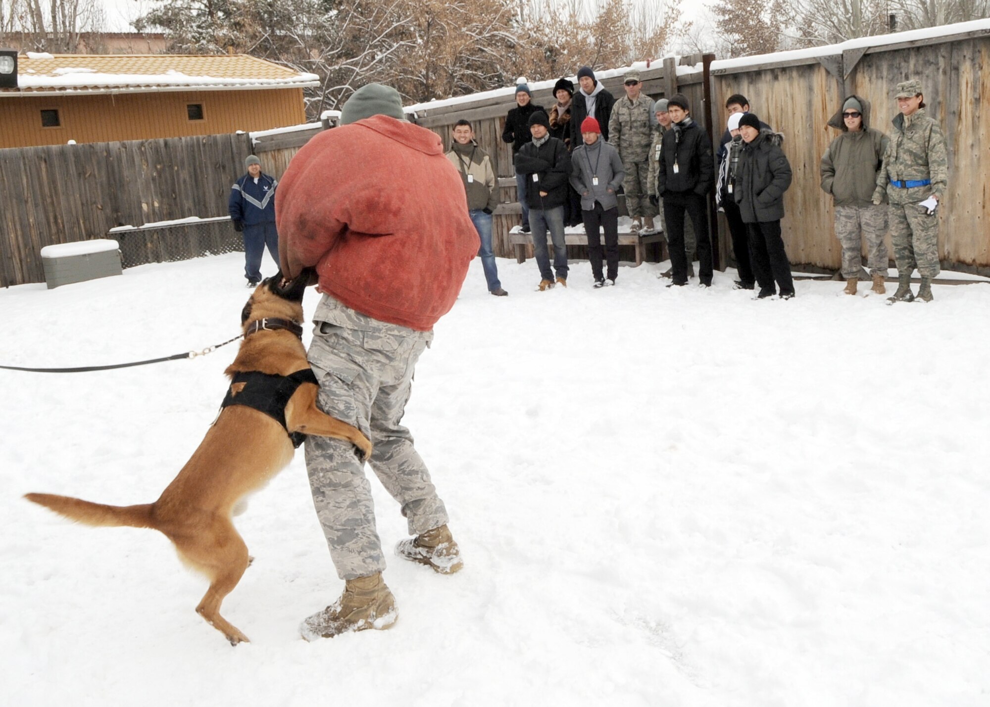 376th Expeditionary Security Forces Squadron military working dog handlers put on a demonstration of how their military working dog, Eric, performs his duties Feb. 6, 2010, during a National Democratic Institute of Kyrgyzstan tour of the Transit Center at Manas. Members of the NDI visited to get a better idea of the operations U.S. and coalition forces conduct here. (U.S. Air Force photo/Senior Airman Nichelle Anderson)