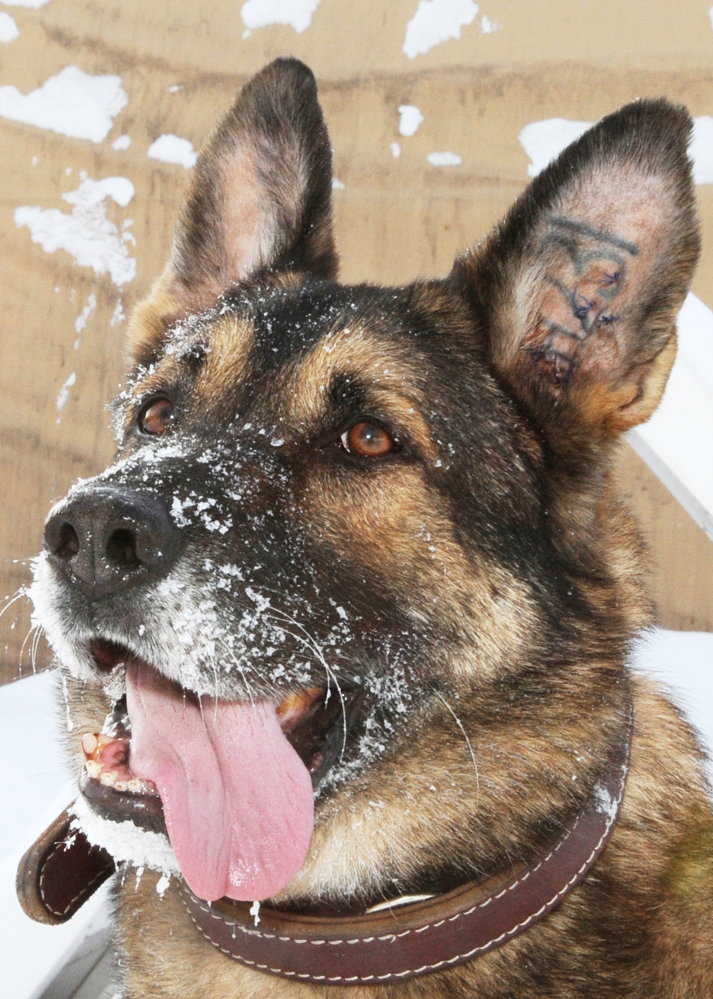 Arek is a military working dog deployed to the Transit Center at Manas, Kyrgyzstan, who has been in two explosions while on patrol in Iraq. He and his handler, Staff Sgt. Patrick Lau, are from Hill Air Force Base, Utah. (U.S. Air Force photo/Staff Sgt. Carolyn Viss)