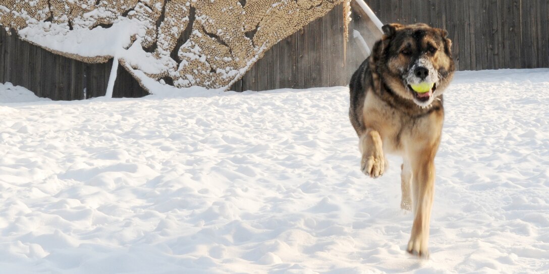 Military working dog Arek plays fetch with his handler (not shown) as part of his morning exercise routine Feb. 10, 2010, at the Transit Center at Manas, Kyrgyzstan. This 7-year-old German shepherd has been in two explosions while on patrol in Iraq but is still certified in patrol and detection. He and his handler, Staff Sgt. Patrick Lau, are deployed to the 376th Expeditionary Security Forces Squadron from Hill Air Force Base, Utah. (U.S. Air Force photo/Staff Sgt. Carolyn Viss)