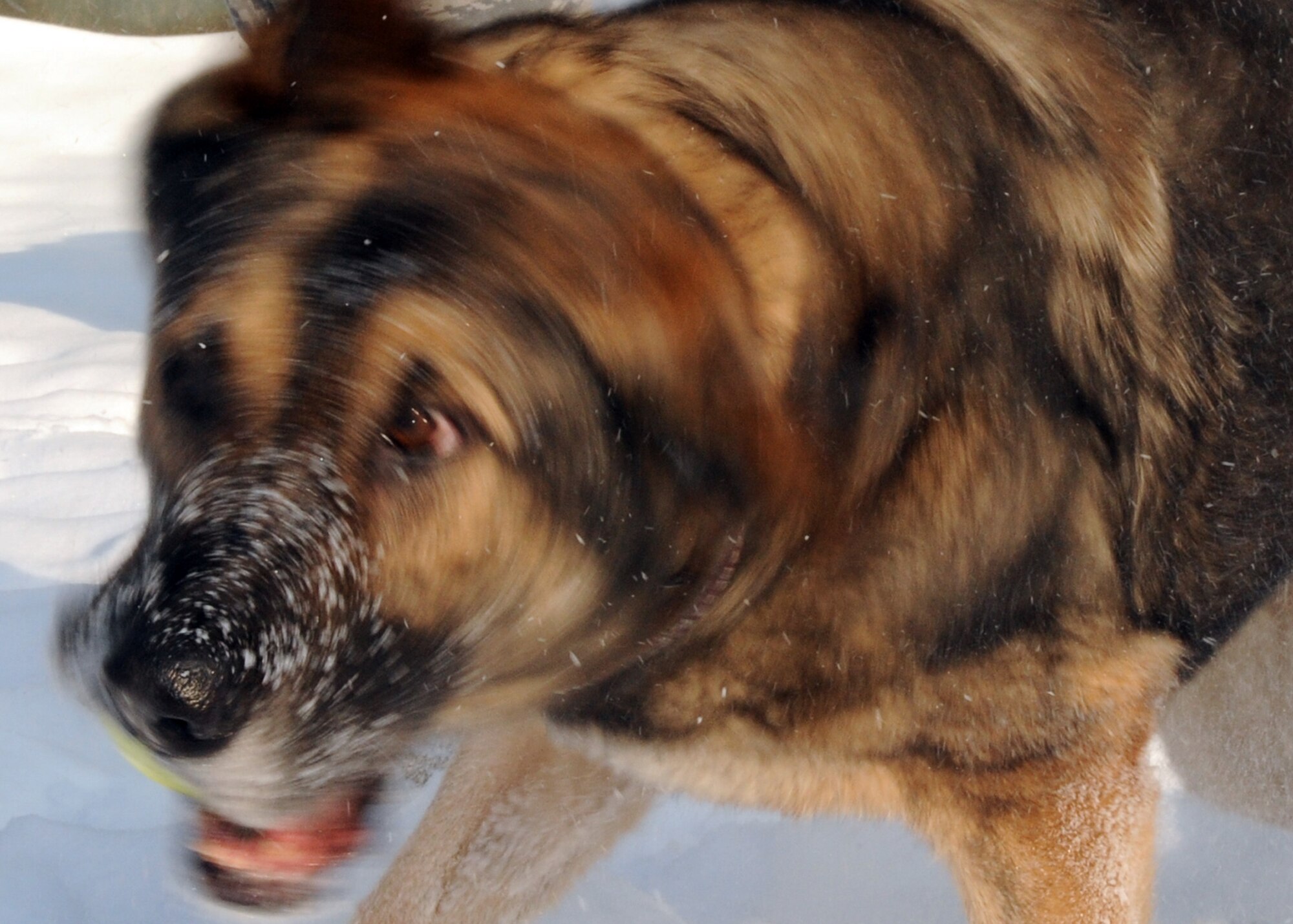 Arek, a military working dog, shakes snow off his body during his morning exercise routine Feb. 10, 2010. This 7-year-old German shepherd has been in two explosions while on patrol in Iraq but is still certified in patrol and detection. He and his handler, Staff Sgt. Patrick Lau, are deployed to the 376th Expeditionary Security Forces Squadron, Transit Center at Manas, Kyrgyzstan, from Hill Air Force Base, Utah. (U.S. Air Force photo/Staff Sgt. Carolyn Viss)