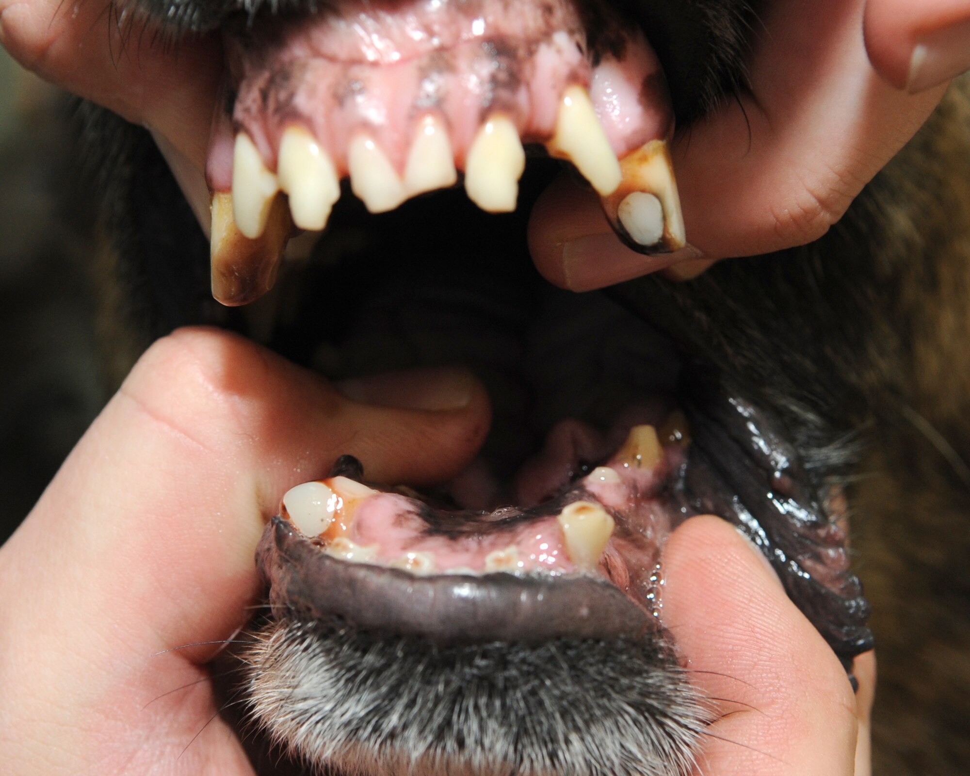 U.S. Air Force Staff Sgt. Patrick Lau (not pictured) opens Arek’s mouth to show the damage this military working dog suffered to his mouth when the convoy Arek was traveling in was hit by an explosive in Iraq. At the time of the incident, Arek clenched his jaw so hard that he shattered four teeth, three of which were reconstructed. Sergeant Lau and Arek are both deployed to the 376th Expeditionary Security Forces Squadron, Transit Center at Manas, Kyrgyzstan, from Hill Air Force Base, Utah. (U.S. Air Force photo/Staff Sgt. Carolyn Viss)
