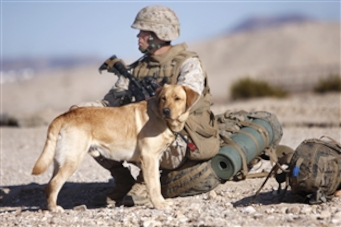 Thor, a military working dog assigned to Company K, 3rd Battalion, 1st Marine Regiment, with his handler scans the desert on Combat Center Range 220, Marine Corps Base Camp Pendleton, Calif., Feb. 2, 2010. The battalion is in pre-deployment training. 