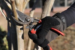 Matthew Cancellare cuts a small branch from a tree on Joint Base Charleston Feb. 17. Mr. Cancellare is a member of the landscaping crew that works for Joppa Maintenance Company, performing grounds maintenance on the base. The Joppa crew is responsible for the upkeep of 1,500 acres on Joint Base Charleston. (U.S. Air Force photo/Senior Airman Katie Gieratz)(RELEASED)