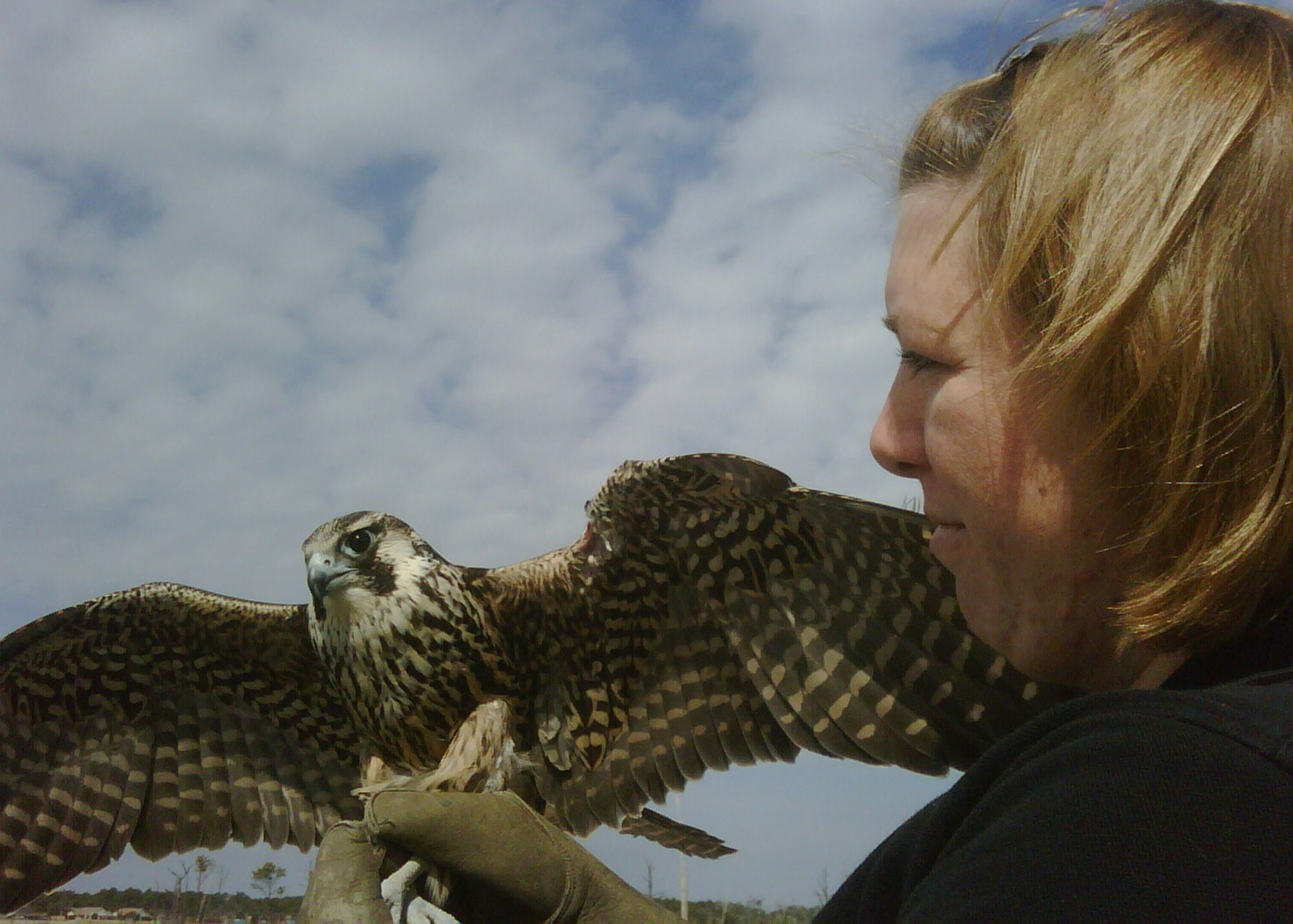 Stephanie Kadletz, Emerald Coast Wildlife Refuge, prepares to release a Peregrine Falcon on the secured area of Eglin reservation on Santa Rosa Island Feb.19. The falcon had been rehabilitated by the biologists from the ECWR after being shot in the wing by an arrow in November. The Peregrine Falcon is a migratory bird that most likely came from as far north as Canada. While in the Refuge's care, the bird's injuries were treated and medication applied as needed. The bird is thought to be approximately 1-year-old and is expected to make a full recovery.  (U.S. Air Force photo/Mike Spaits.)