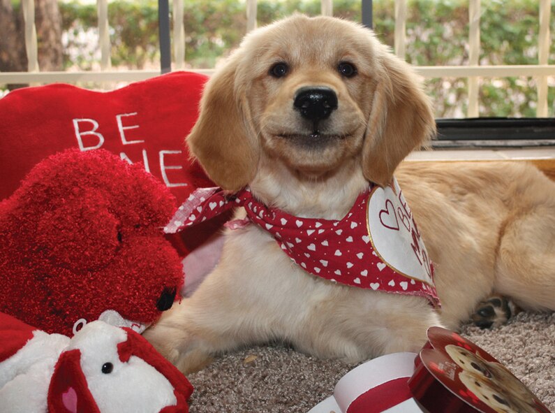 Duncan, a Golden Retriever puppy, was recently rescued through Arizona Golden Rescue. Staff Sgt. Patrick Doyle is a founding member of the organization. (Photo courtesy Arizona Golden Rescue)