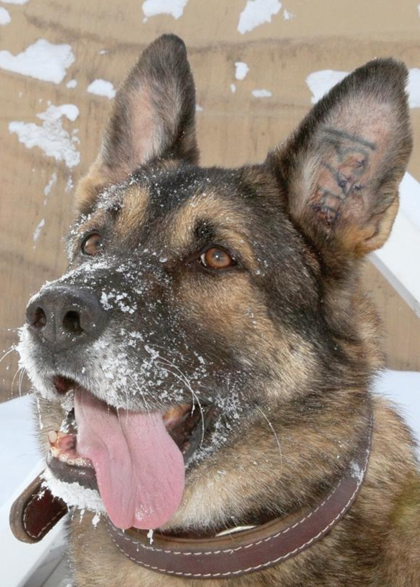 Arek is a military working dog deployed to the Transit Center at Manas, Kyrgystan, who has been in two explosions while on patrol in Iraq. He and his handler, Staff Sgt. Patrick Lau, are from Hill Air Force Base.