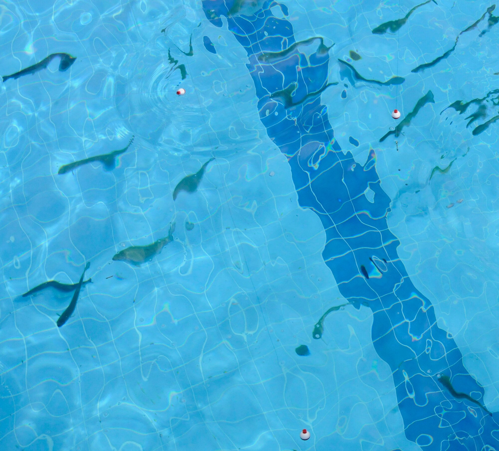 Fish are seen swimming below fishing bobbers Sunday, Feb. 21, 2010 during the Fishing Rodeo held by Outdoor Recreation at Incirlik Air Base, Turkey.  Outdoor Rec staff stocked the base pool with 400 trout and allowed Incirlik members to fish over the weekend between 9 a.m. and 3 p.m. The staff also supplied the fishing poles and bait and helped clean the fish for families to take home for dinner. (U.S. Air Force photo/Airman 1st Class Amber Ashcraft)