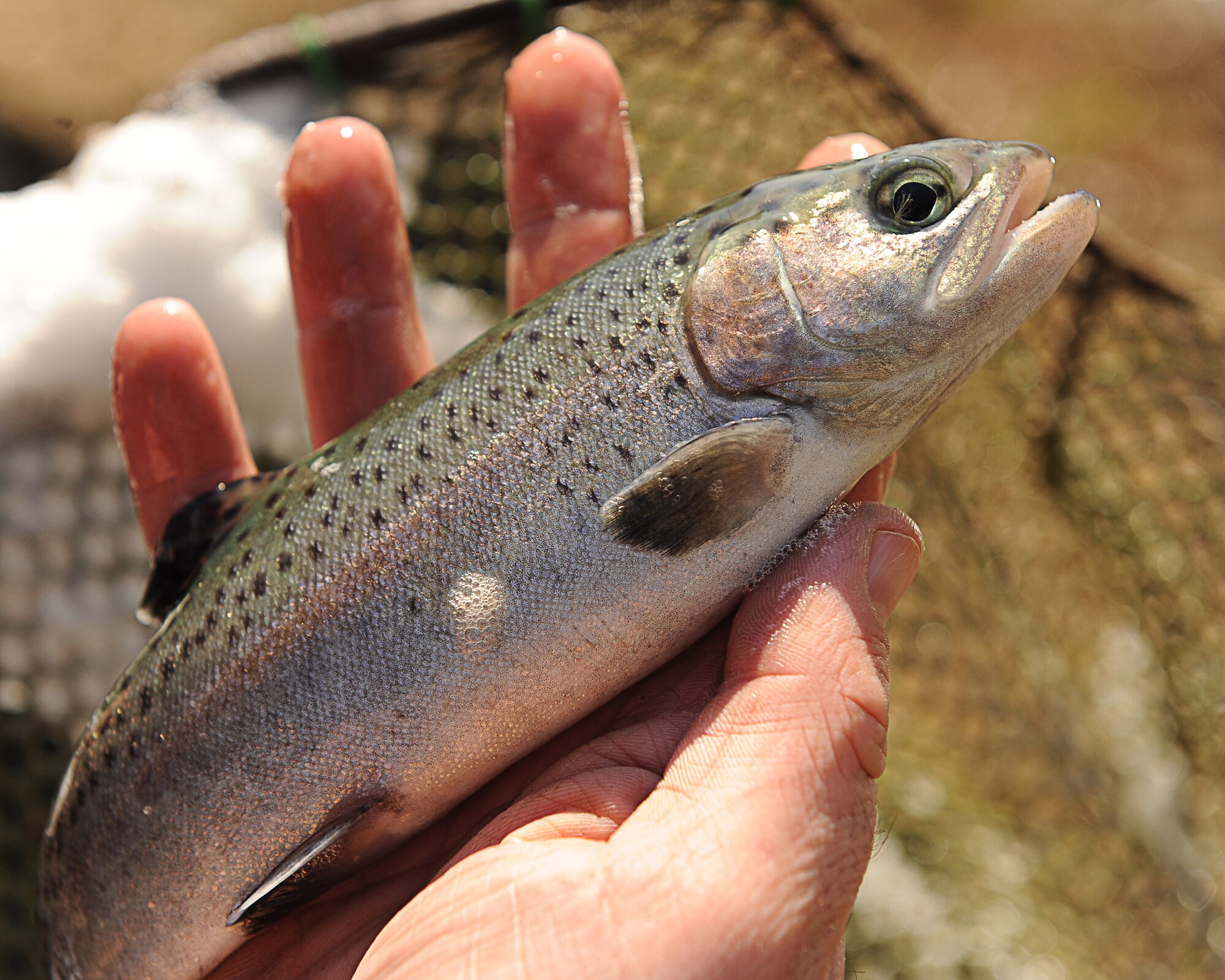 Ben Batten, Arkansas Game and Fish Commission fishery biologist family and community fishing program assistant, holds a rainbow trout Feb. 19 for spectators watching the release of fish into the small base lake. The Arkansas Game and Fish Commission released more than 750 rainbow trout, ranging in size from 9 – 12 inches, and will continue to stock the fish from March to November.  (U.S. Air Force photo by Staff Sgt. Chad Chisholm)
