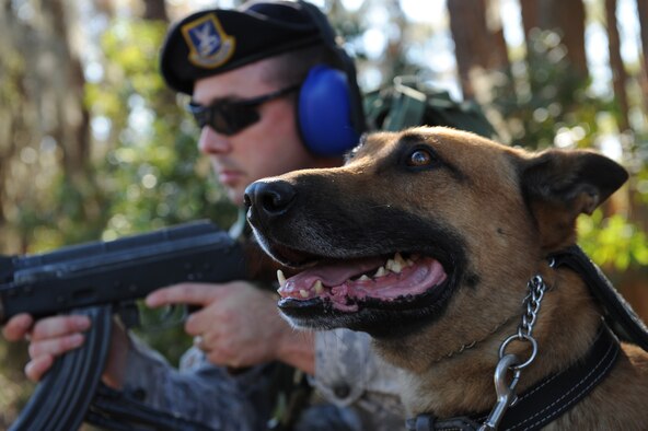 MOODY AIR FORCE BASE, Ga. -- Rico, 23rd Security Forces Squadron military working dog, sits undeterred as Tech. Sgt. Randy Dauzat, 23rd Security Forces Squadron military working dog section NCO in-charge, fires the AK-47 simulator here Dec. 22. Rico has become familiar with the sound of the assault rifle being fired because of his training and continued his work without disruption. (U.S. Air Force photo by Airman 1st Class Benjamin Wiseman)