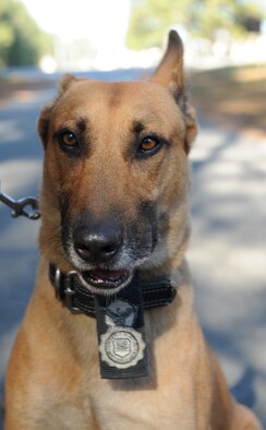 MOODY AIR FORCE BASE, Ga. -- Rico, 23rd Security Forces Squadron military working dog, obeys the sit command given by his handler, Senior Airman Ryan Federick, 23rd Security Forces Squadron military working dog handler, while being trained with the AK-47 simulator here Dec. 22. Rico and Airman Federick deploy together as a team for 6 month cycles. (U.S. Air Force photo by Airman 1st Class Benjamin Wiseman)