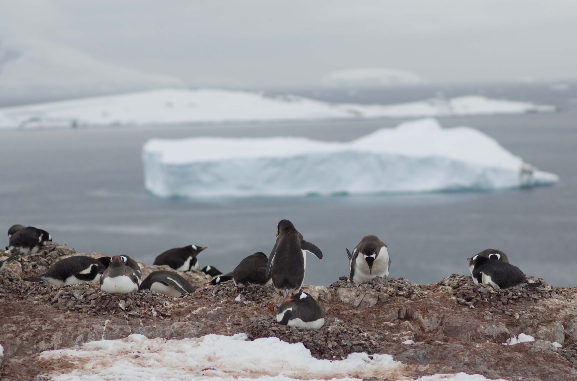 ANTARCTICA -- Seven species of penguins call Antarctica home.  Although they move awkwardly on land, penguins are excellent swimmers.  (Photo by Barry Loo)