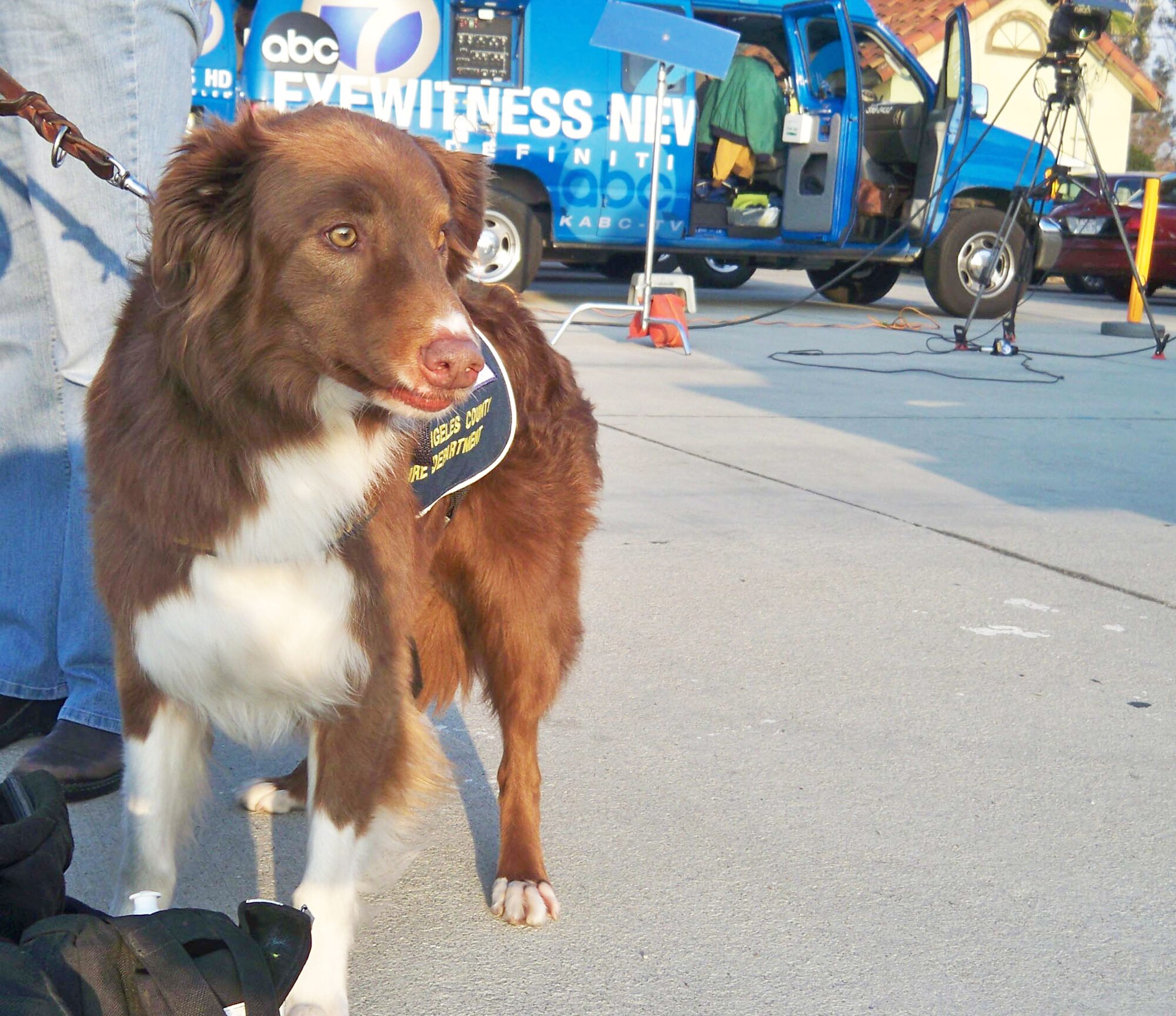 A dog waits patiently while her handler responds to questions from a reporter Jan. 13, 2010, at March Air Reserve Base, Calif. The dog is from a Los Angeles County Fire Department K-9 unit that deployed to Haiti from March ARB. (U.S. Air Force Photo/Master Sgt. Linda Welz) 
