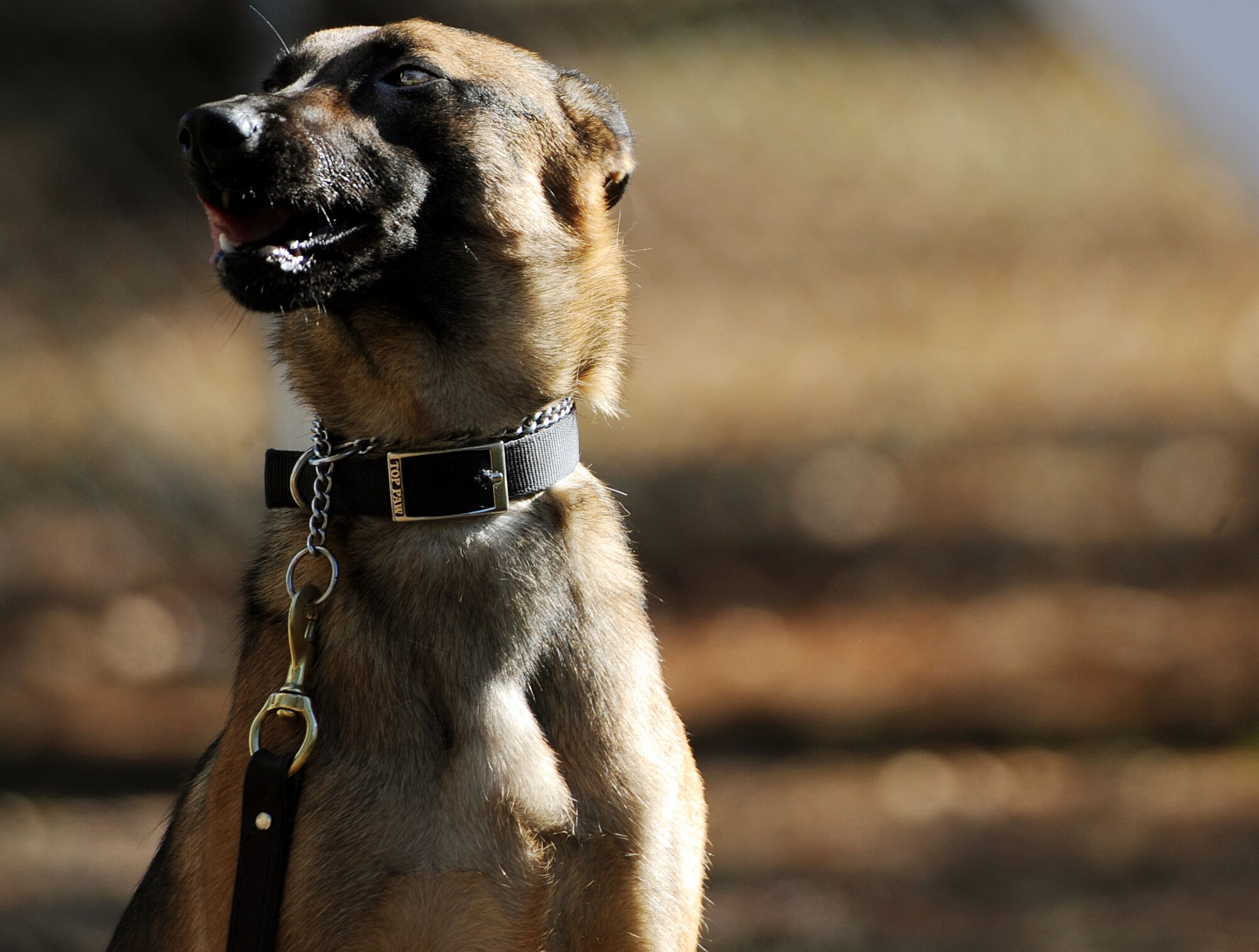 MOODY AIR FORCE BASE, Ga. -- Rrhyana, 822nd Security Forces Squadron military working dog, sits during an obedience training exercise here Jan. 5. During the exercise, the trainer tests her ability to stay in the sitting position as he increases the distance between the two of them. (U.S. Air Force photo by Airman 1st Class Joshua Green)