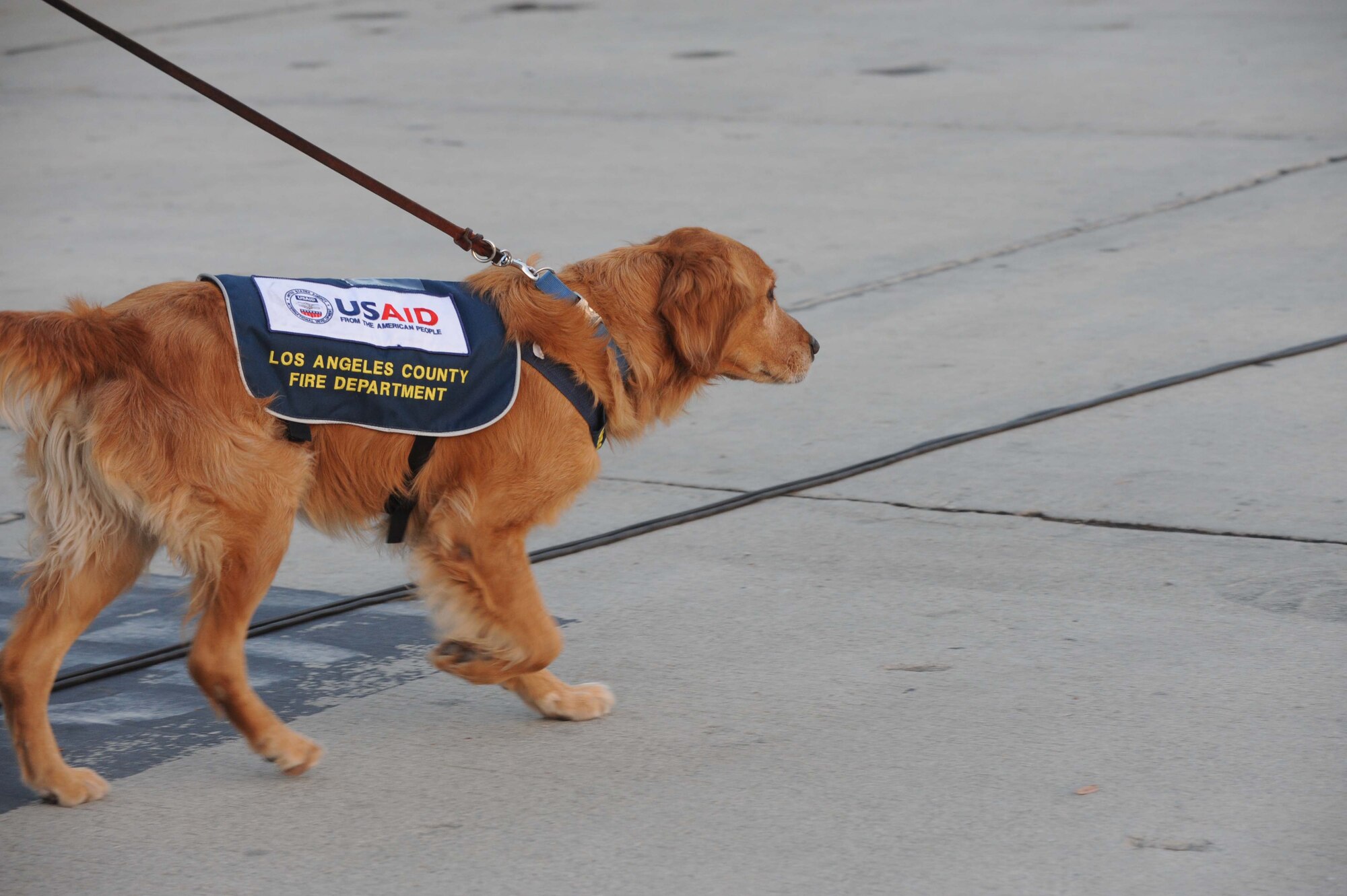 A golden retriever leads its handler near the deployment hangar at March Air Reserve Base, Calif., Jan. 13.  Six K-9 units from the Los Angeles County Fire Department deployed from March with USAID to assist with the earthquake relief effort in Haiti.  (U.S. Air Force Photo/Master Sgt. Roy Santana)