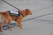 A golden retriever leads its handler near the deployment hangar at March Air Reserve Base, Calif., Jan. 13.  Six K-9 units from the Los Angeles County Fire Department deployed from March with USAID to assist with the earthquake relief effort in Haiti.  (U.S. Air Force Photo/Master Sgt. Roy Santana)