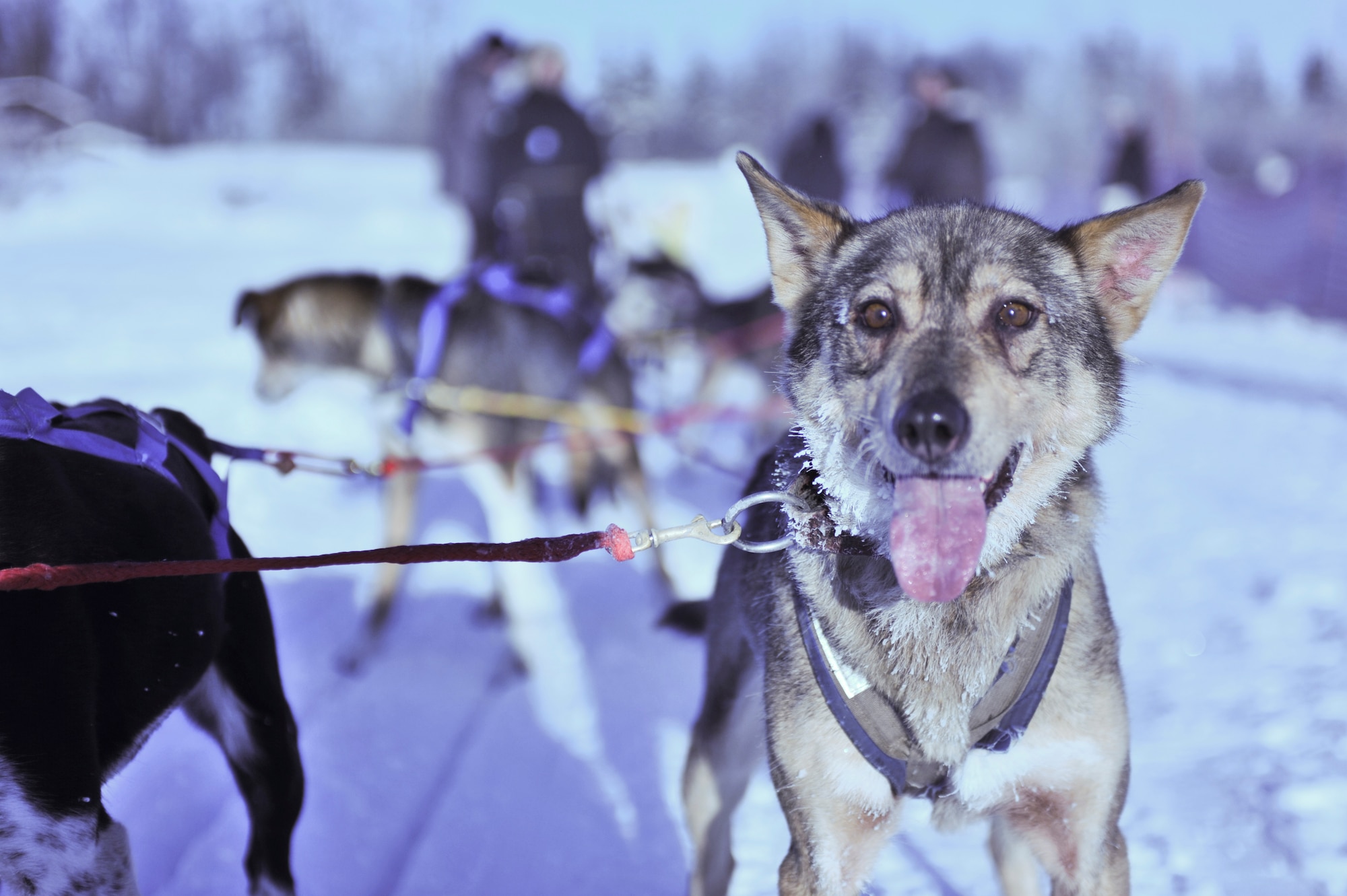 ELMENDORF AIR FORCE BASE, Alaska -- The lead dog waits for the next riders to get into the sled during the dog sled rides at the Hillberg Ski Area Jan. 23. The team of eight dogs ushered customers around the Hillberg Lake. (Air Force photo by Senior Airman David Carbajal)