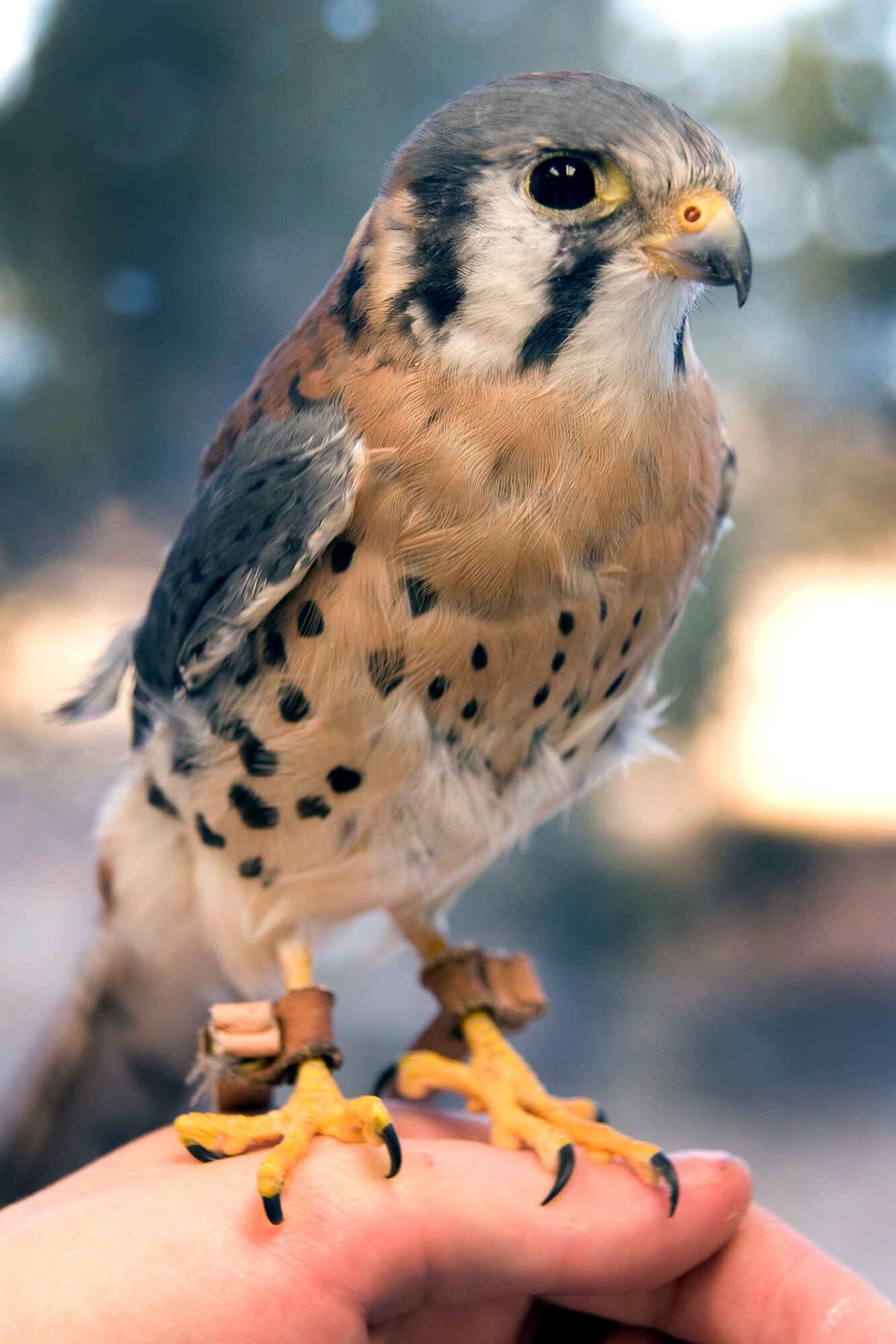 Buzz, a kestrel falcon at the Air Force Academy, poses for a photo in the Academy mews Jan. 21, 2010. Buzz, the newest of the Academy's 13 falcons, came to the Academy from the University of Minnesota's Raptor Center. He's named after the "Toy Story" character Buzz Lightyear. (U.S. Air Force photo/Bill Evans)