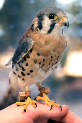 Buzz, a kestrel falcon at the Air Force Academy, poses for a photo in the Academy mews Jan. 21, 2010. Buzz, the newest of the Academy's 13 falcons, came to the Academy from the University of Minnesota's Raptor Center. He's named after the "Toy Story" character Buzz Lightyear. (U.S. Air Force photo/Bill Evans)
