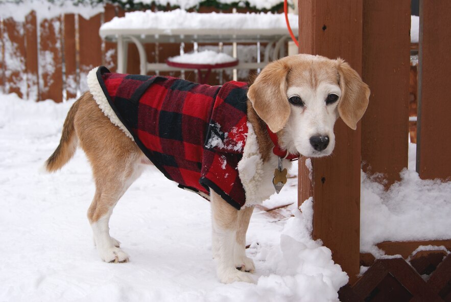 MINOT AIR FORCE BASE, N.D. -- Daisy, beagle of 5th Bomb Wing ground safety safety and occupational health manager, Rod Krause, enjoys the warmer weather here Jan. 23. Ensuring pet safety and comfort during harsh winter weather is integral to the morale and wellness of Minot Airmen. (Courtesy photo by Rod Krause)