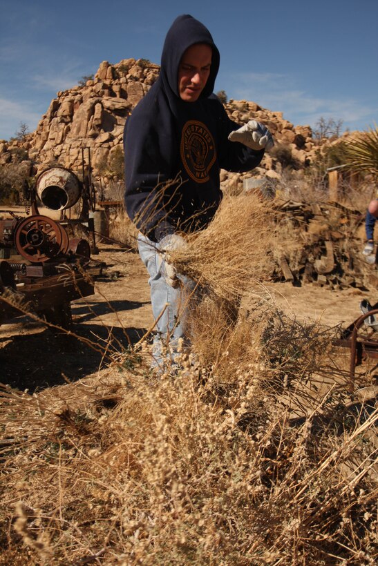 Seaman Elbert Gonzalez, a hospital corpsman with 3rd Combat Engineer Battalion, adds another dried plant to the growing pile Jan. 28 at Keys Ranch in Joshua Tree National Park. Gonzalez and 13 other Marines and sailors from 3rd CEB volunteered their time to help restore a cabin which had succumbed to the harsh climate of the Mojave Desert and remove unwanted vegetation from the ranch.