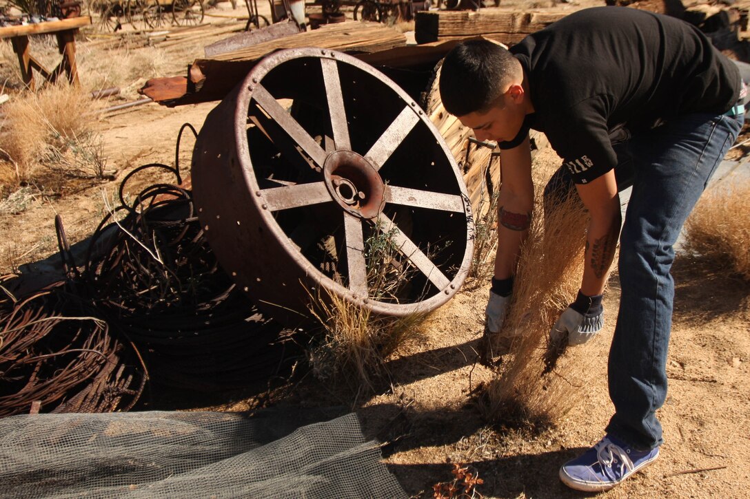 Lance Cpl. Nick Trevino, a motor transport operator with Support Company, 3rd Combat Engineer Battalion, removes unwanted vegetation from Keys Ranch in Joshua Tree National Park Jan. 28. Trevino and 13 other Marines and sailors spent their day Jan. 28 helping to restore the ranch to similar conditions as when it was inhabited by its former owner, William Keys.