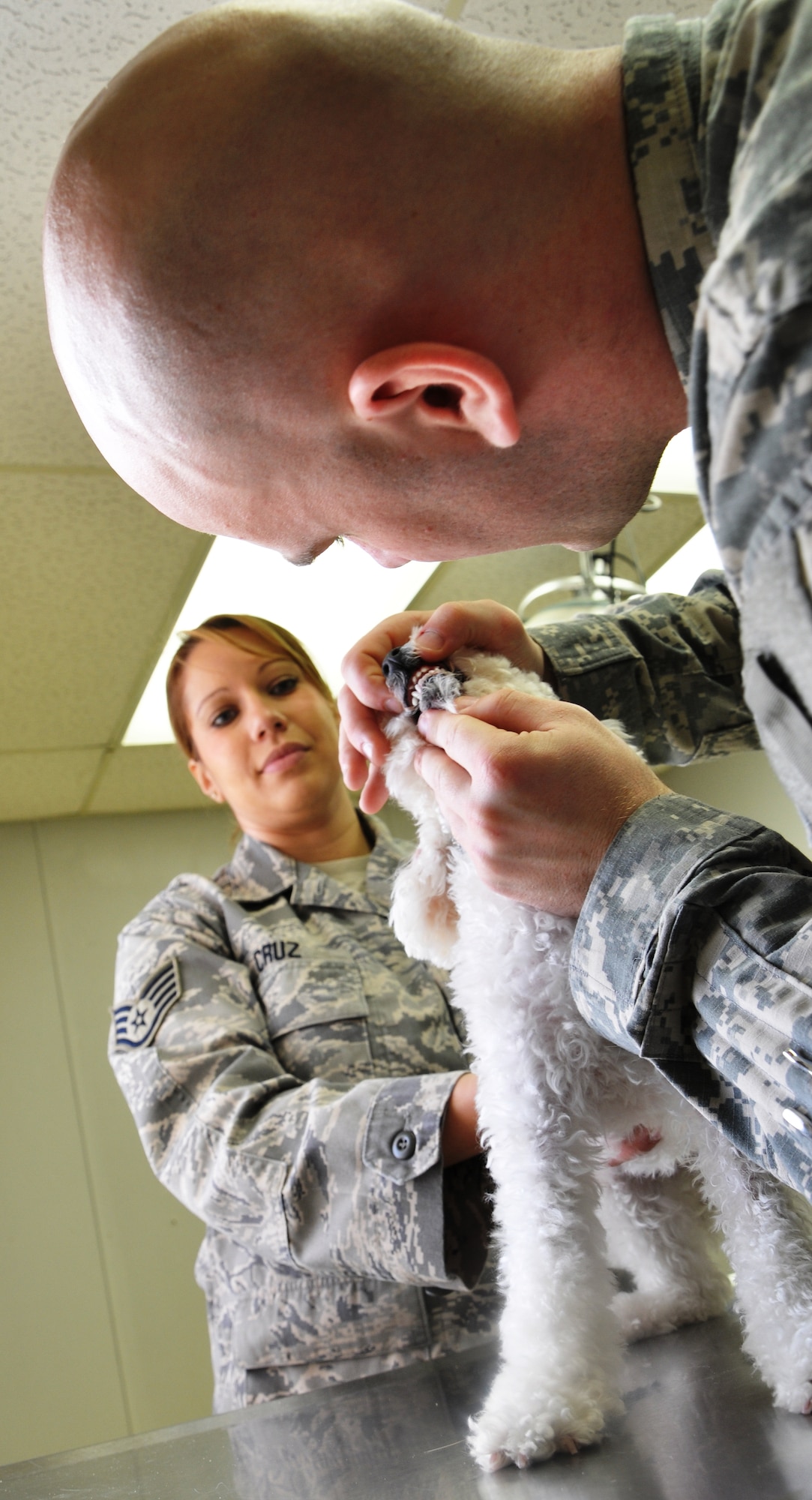 LAUGHLIN AIR FORCE BASE, Texas – Staff Sgt. Nelly Cruz, 47th Medical Support Squadron, holds Coco, her 1-year-old Malti-Poo, as Army Pfc. David Edson, an animal care specialist, checks the dog’s teeth and gums.  The sergeant brought both of her dogs to the Veterinarian Clinic in Building 25 here Jan. 21 for check-ups and vaccinations. (U.S. Air Force photo by Tech. Sgt. Charlie Miller)