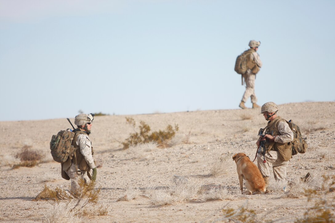 Cpl. Deano Miller, a rifleman with Company K, 3rd Battalion, 1st Marine Regiment, from Marine Corps Base Camp Pendleton, Calif., and his dog, Thor, a military working dog with the company pause, Jan. 31 on a patrol at Combat Center Range 220. The battalion will be taking the dogs and handlers with them overseas in the spring.