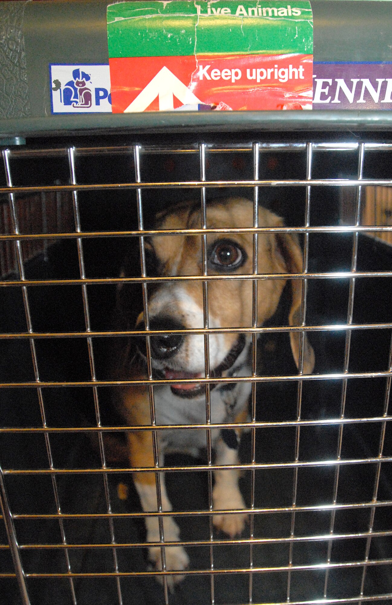 Roxie the beagle is prepared to make another trip to an overseas location. (U.S. Air Force photo/Master Sgt. Randy Mallard)