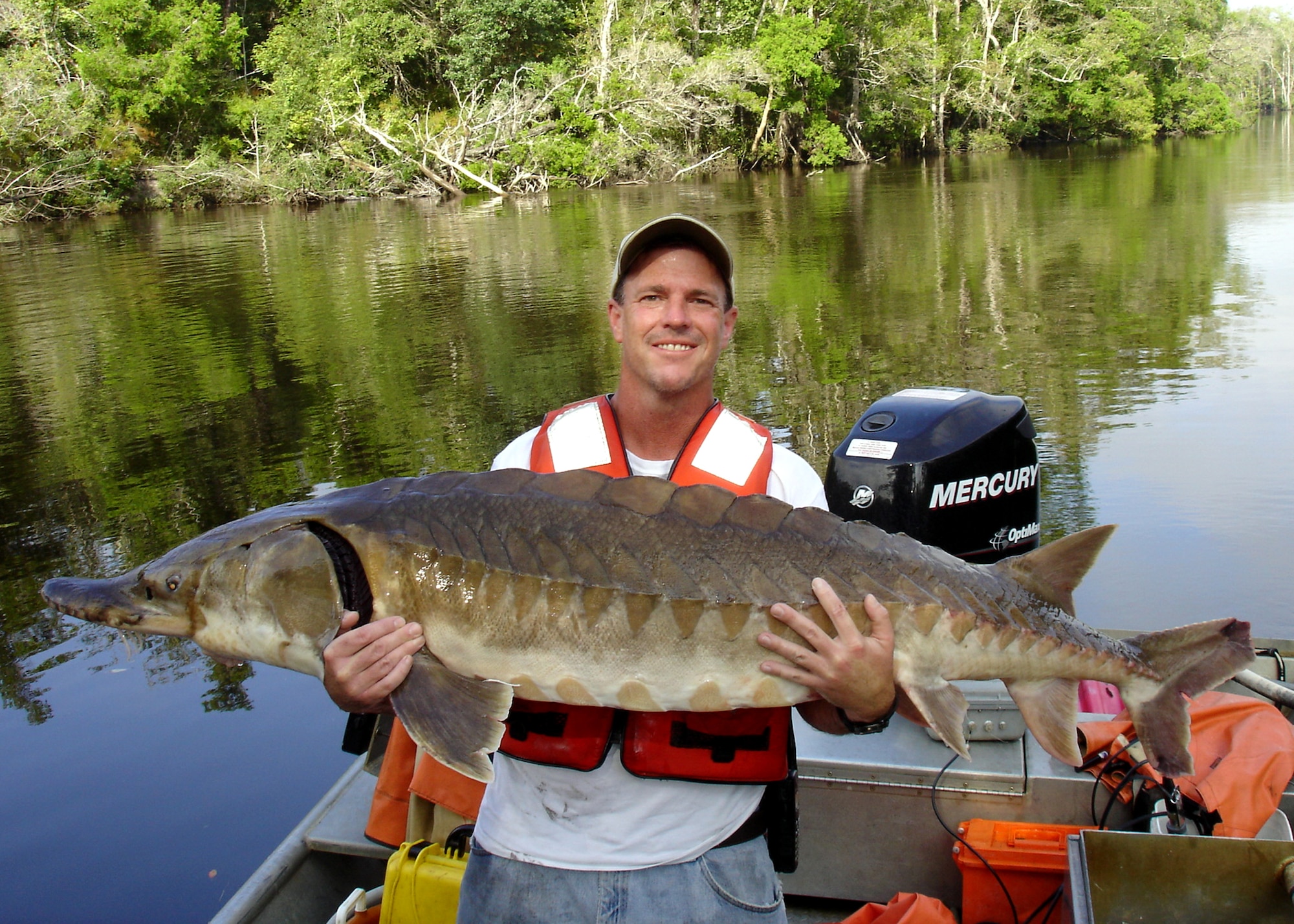 Jackson Guard’s Bruce Hagedorn, holds an adult Gulf sturgeon tagged with a surgically implanted acoustic transmitter.  The federally protected fish is taking part in a study to gather more information about threatened species’ migration patterns in and around Eglin’s Gulf test ranges. The collected data will be used to define mission avoidance zones and enhance military mission related consultations with fish and wildlife agencies.  Courtesy photo
