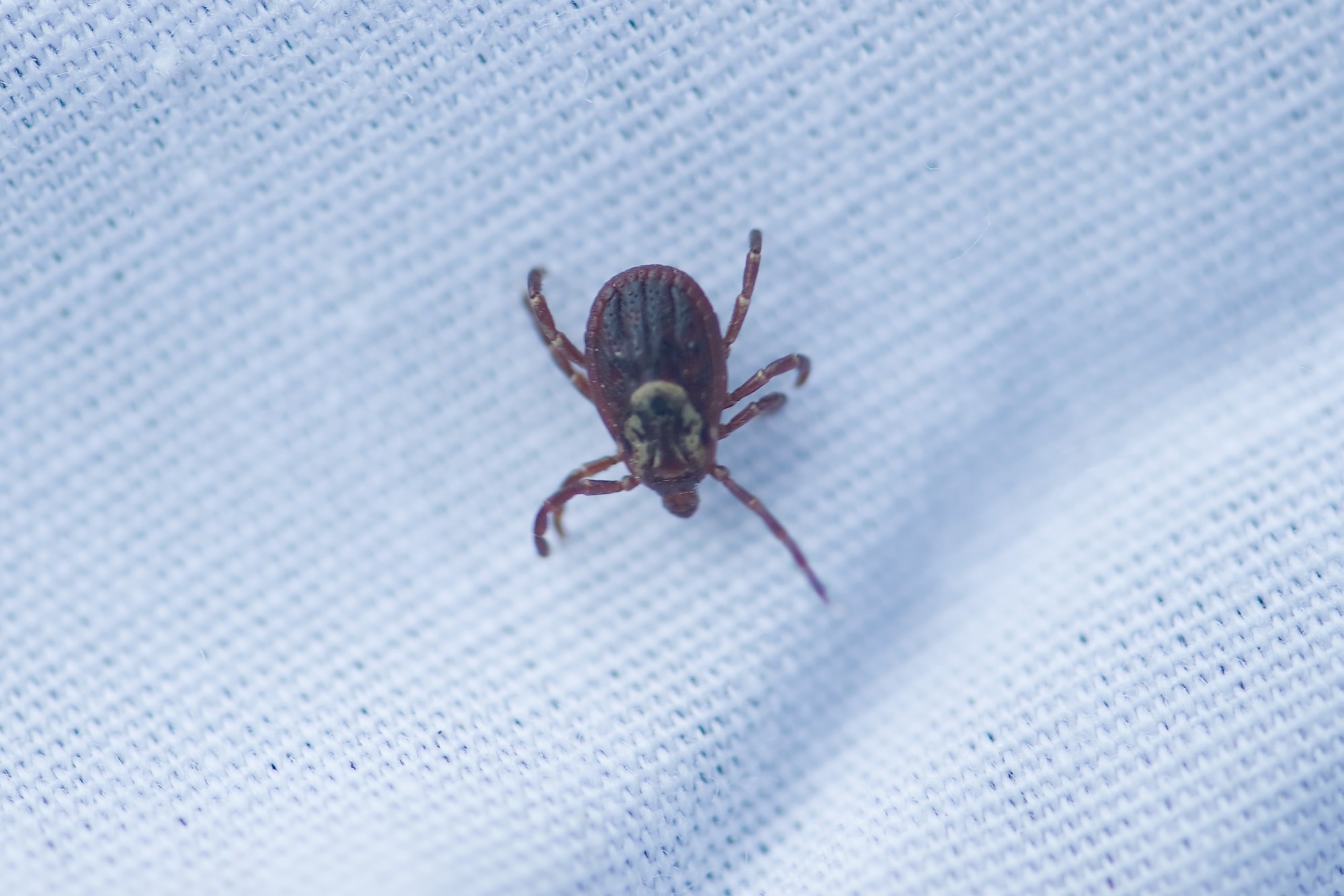 A tick sits on a piece of cloth at the Eagle?s Rest Picnic Area on Dover Air Force Base, Del., June 30, 2010. (U.S. Air Force photo by Roland Balik/Released)