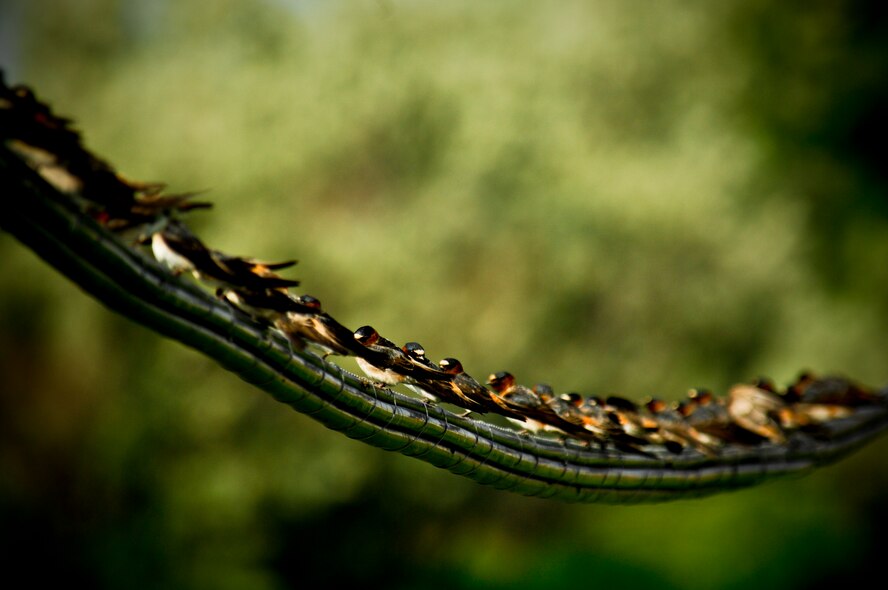 MINOT AIR FORCE BASE, N.D. – It’s not Capistrano, but it is home to hundreds of swallows. (U.S. Air Force photo by Tech. Sgt. Thomas Dow)