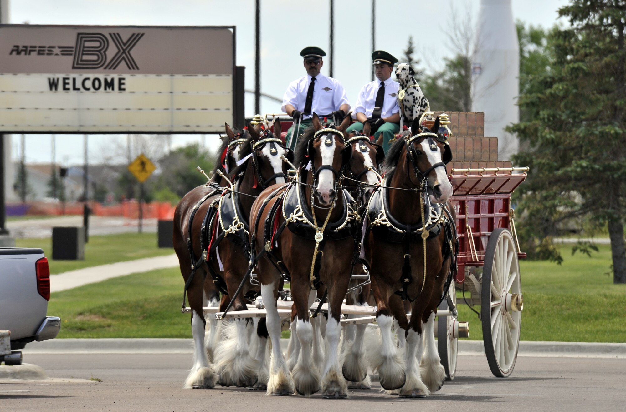 The famous Budweiser clydesdale horses made a guest appearance at the Malmstrom Base Exchange July 2. (U.S. Air Force photo/John Turner)