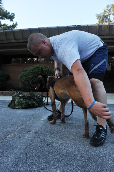 MOODY AIR FORCE BASE, Ga. -- Staff Sgt. Andrew Fischer, 23rd Security Forces Squadron military working dog handler, stretches the legs of Paco, 23rd SFS military working dog, after a physical training session here June 25. Sergeant Fischer has been a MWD handler for one year and said “physical training builds great rapport amongst the handler and their MWD”. (U.S. Air Force photo by Airman 1st Class Joshua Green/RELEASED)