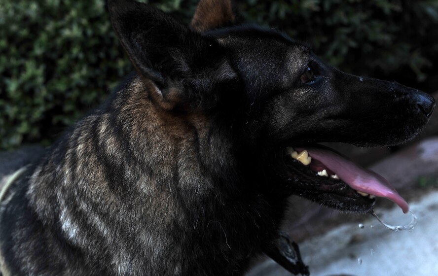 MOODY AIR FORCE BASE, Ga. -- Liza, 23rd Security Forces Squadron military working dog, looks toward her handler after a drink from a bowl of water after a physical training session here June 25.The 23rd SFS works with the base vet to determine a specific weight their dog should maintain and PT helps keeps weight problems to a minimum. (U.S. Air Force photo by Airman 1st Class Joshua Green/RELEASED)